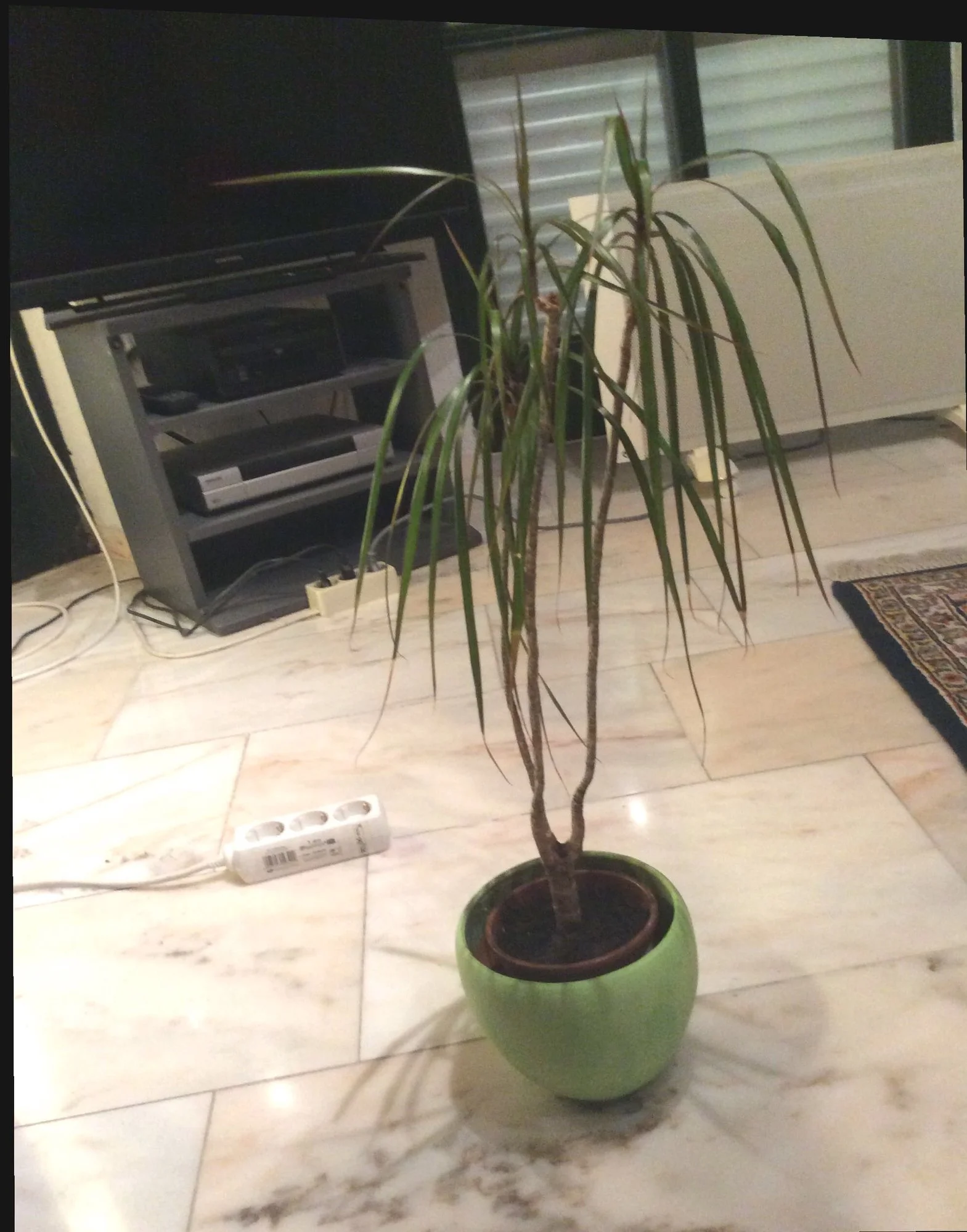 Rettet meinen kleinen Drachenbaum