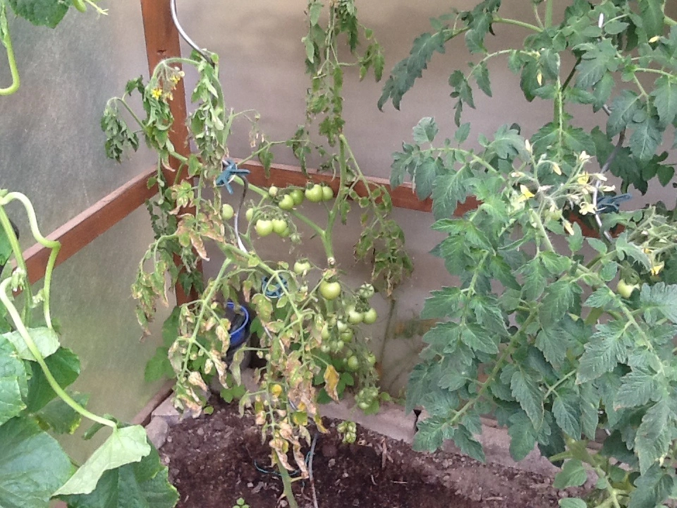 Braune Blätter an Tomate