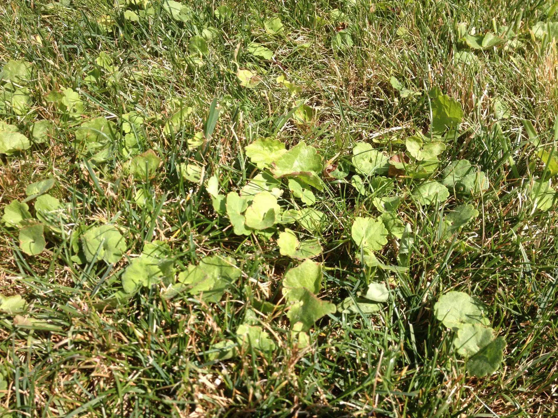 Bestimmung Unkraut im Garten