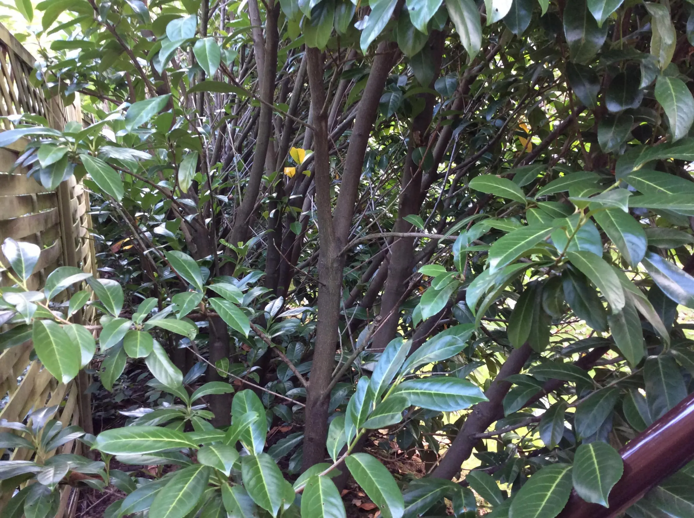 KirschlorbeerHecke Radikalschnitt