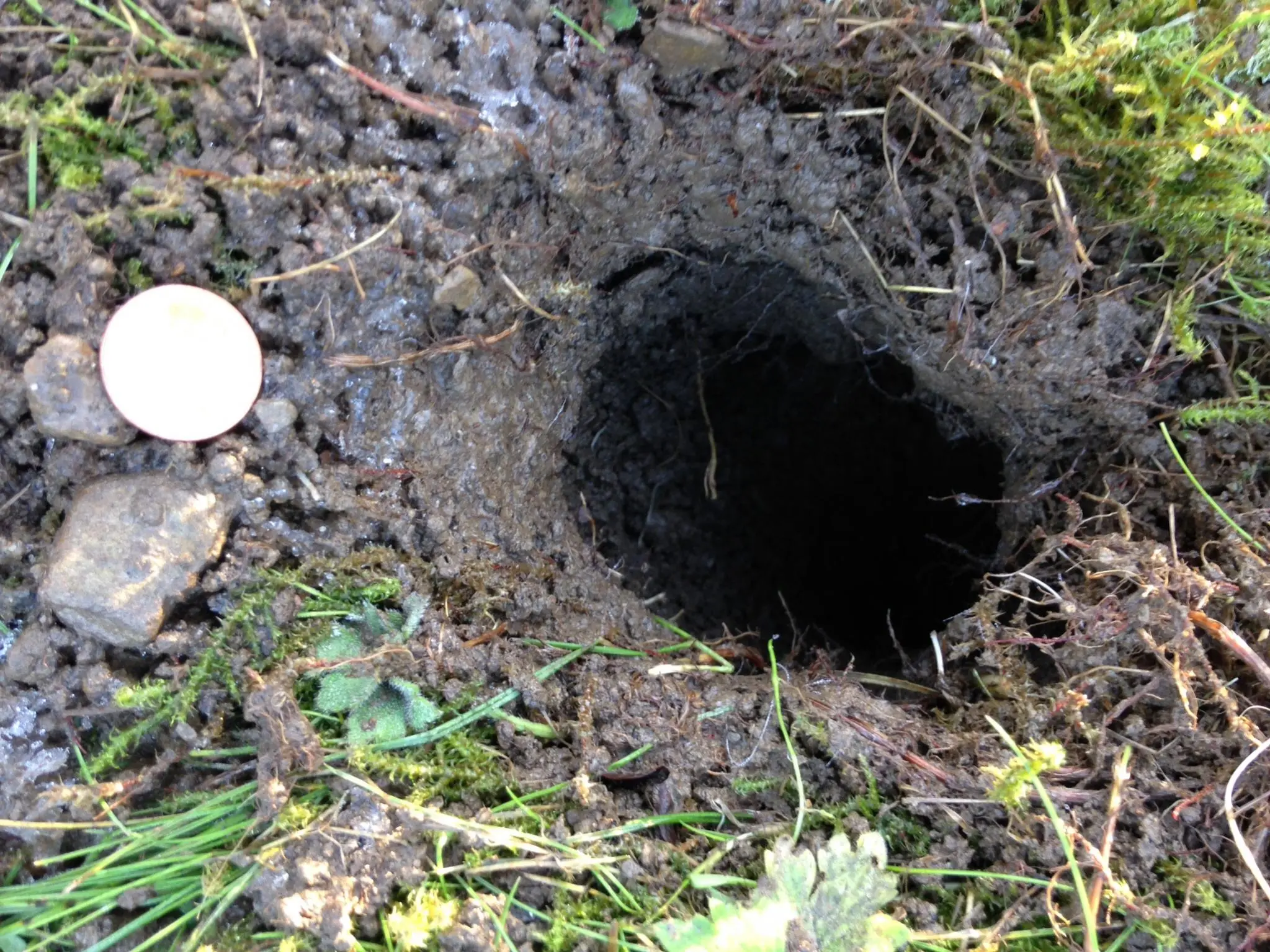 Welches Tier gräbt Löcher in meinem Garten?