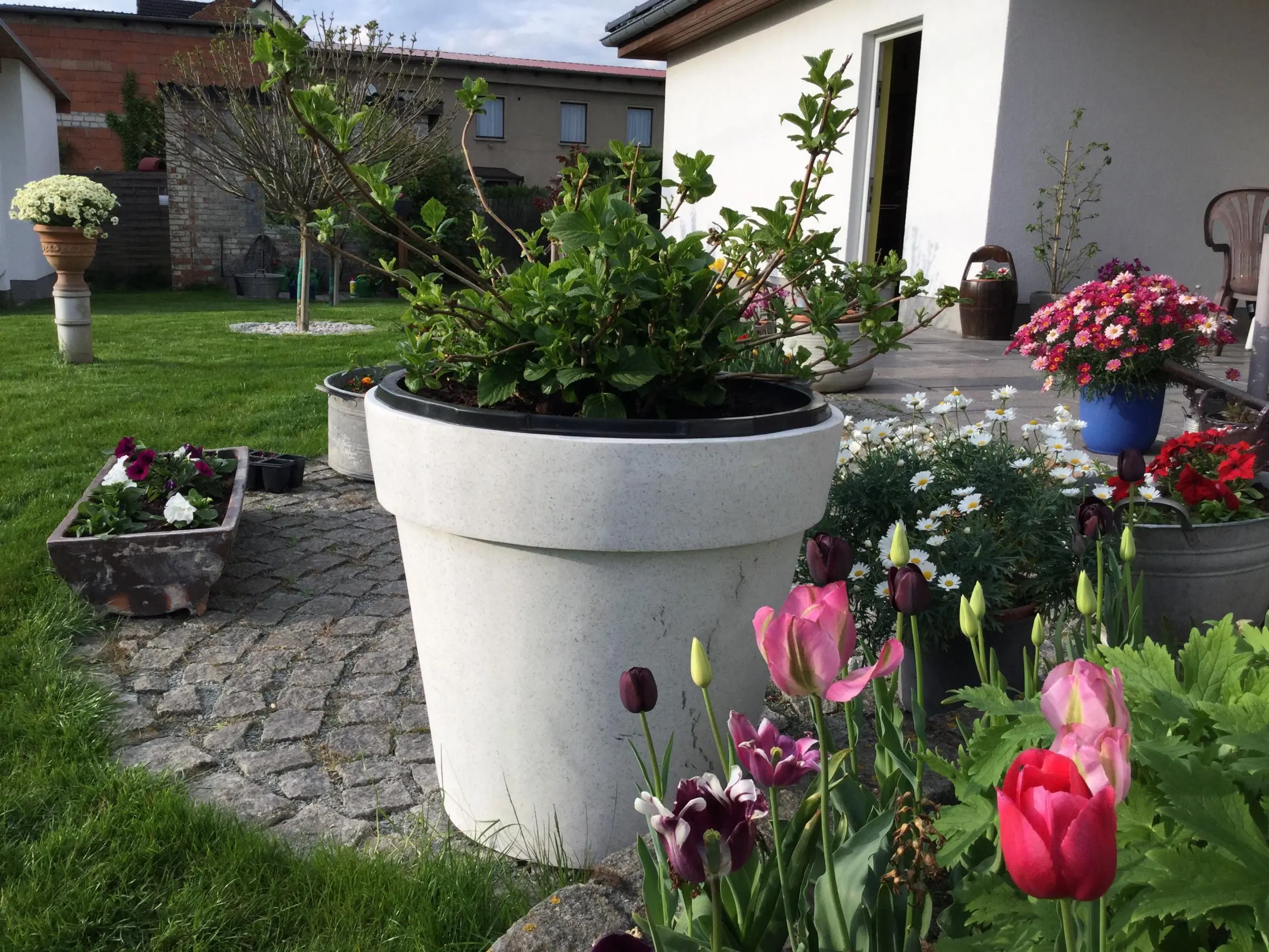 Schöner Baum/Strauch für Kübel gesucht.
