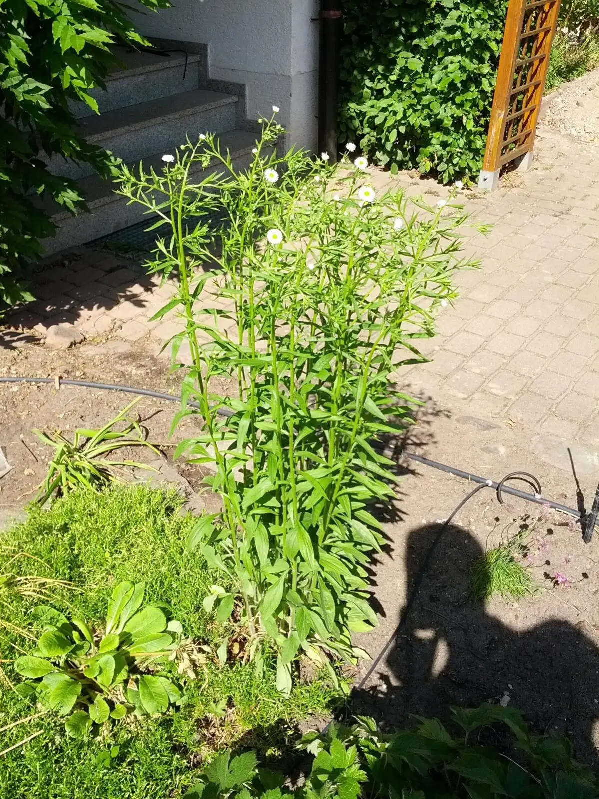 Was wächst da in meinem