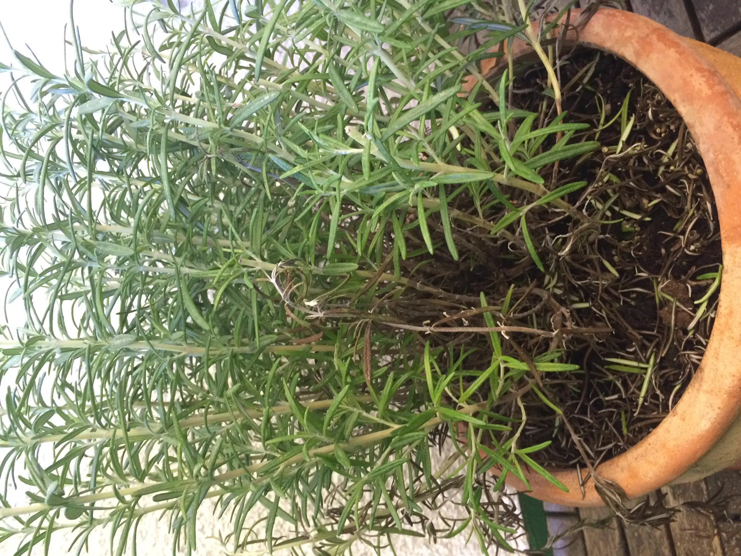 Rosmarin Lavendel Erdbeeren