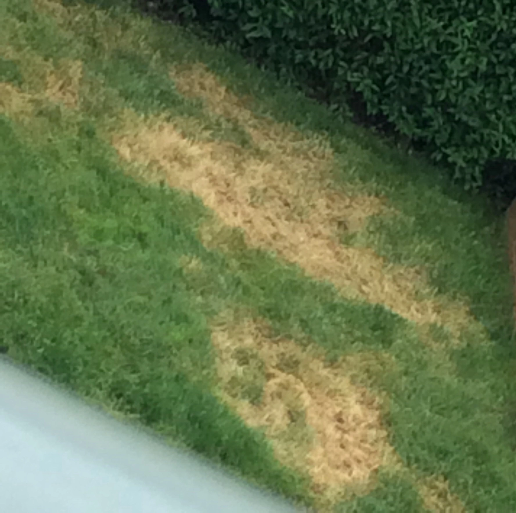 Rasen gedüngt und nun überall braune Flecken