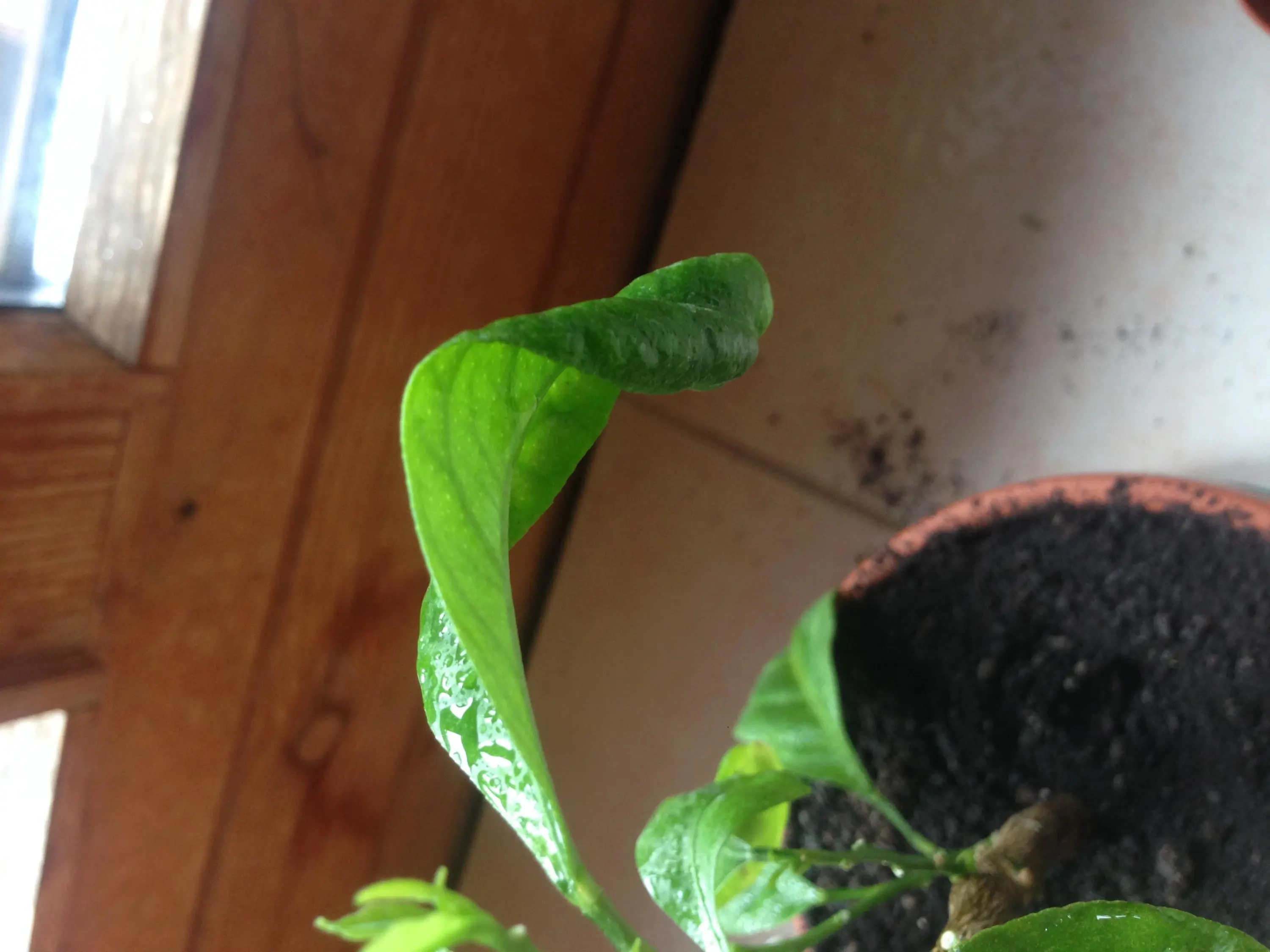 Warum rollen sich die Blätter bei meinem Zitronenbaum..