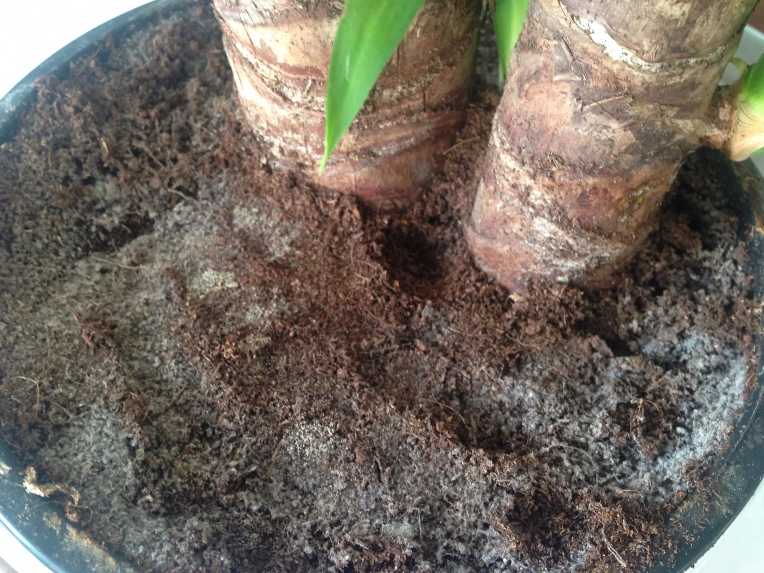 Yucca hat auf der Erde oben einen weißen Schleier