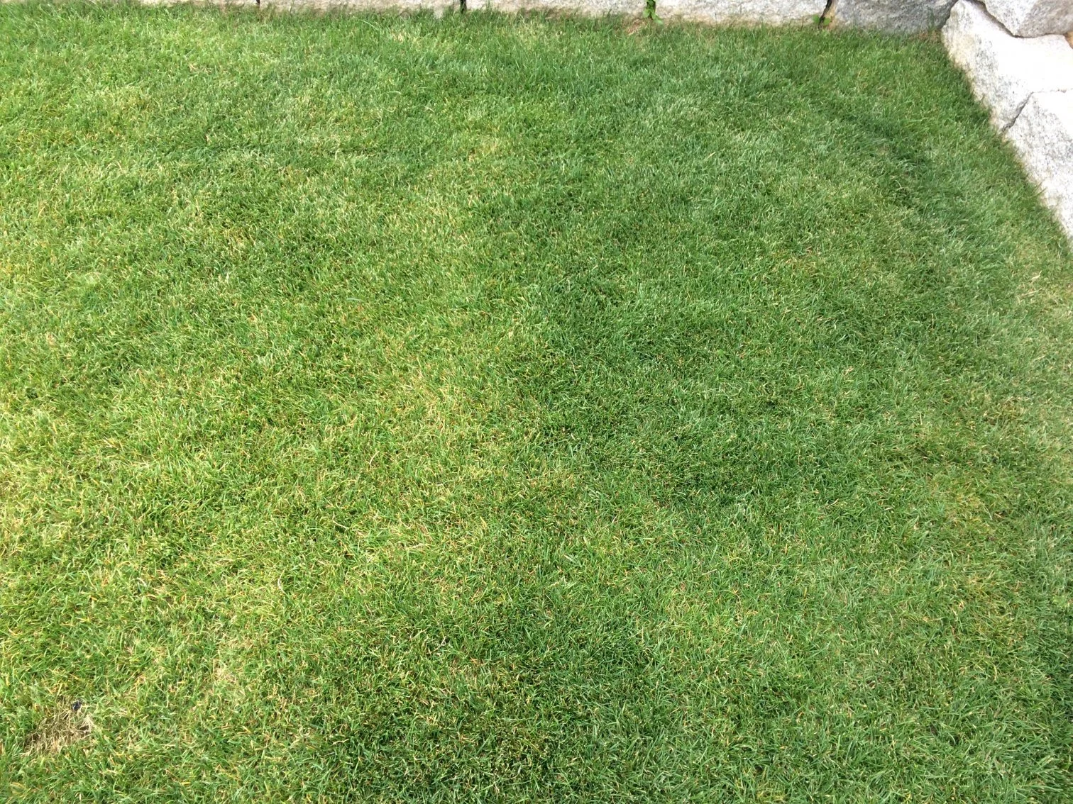 Rasen bekommt gelbe Flecken