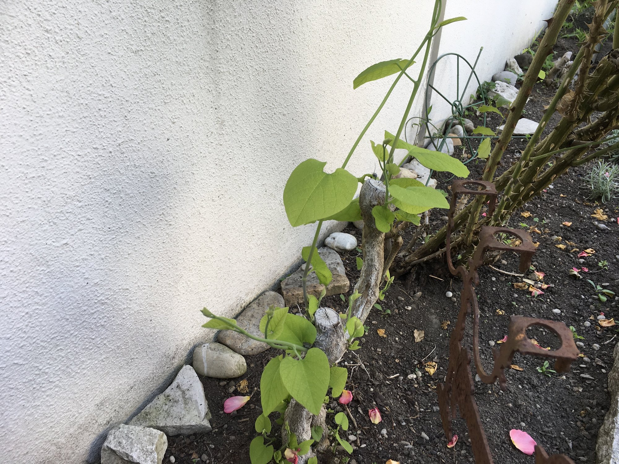 Was ist dies für eine Schlingpflanze?