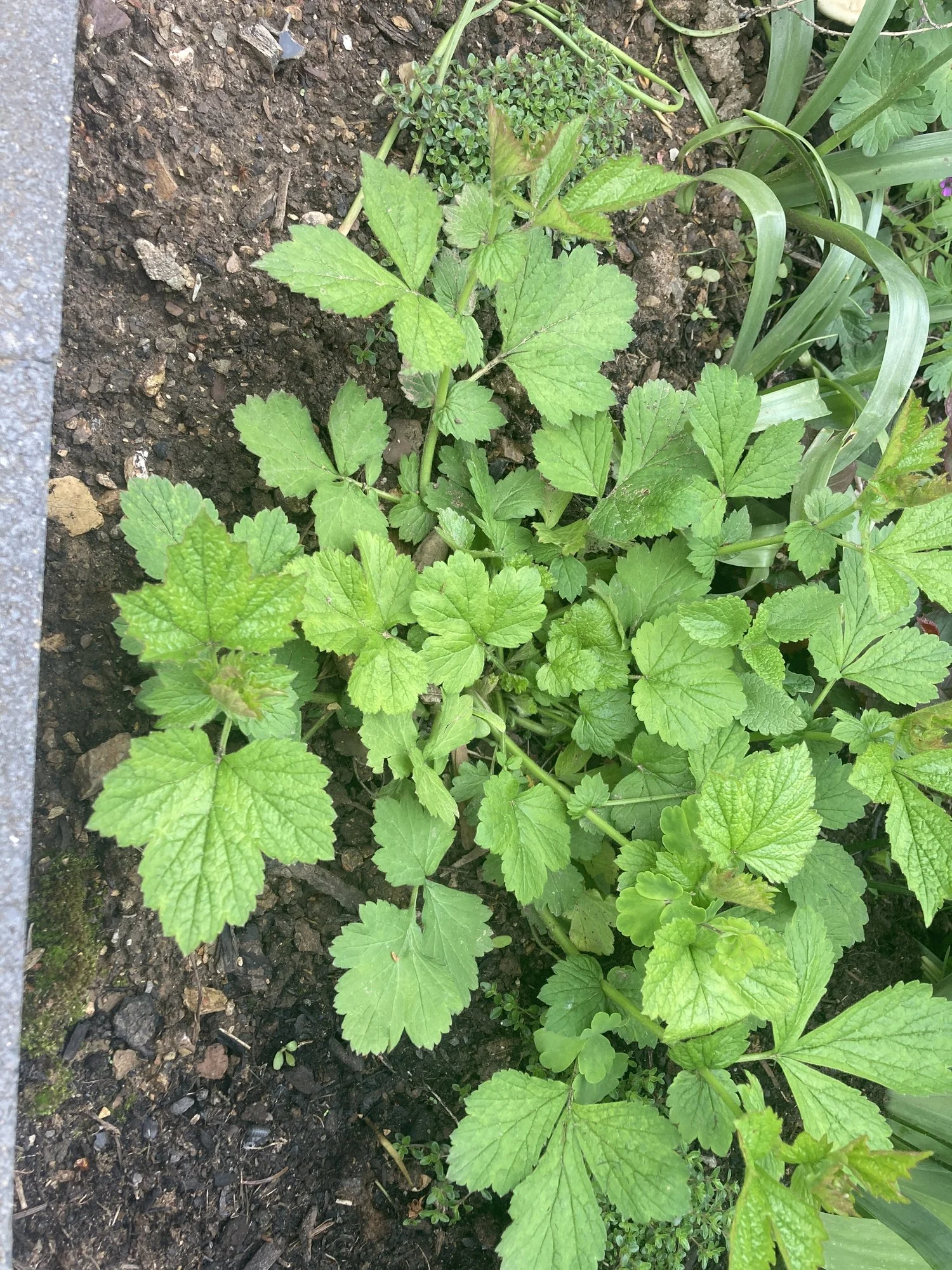 Unkraut Oder Blume