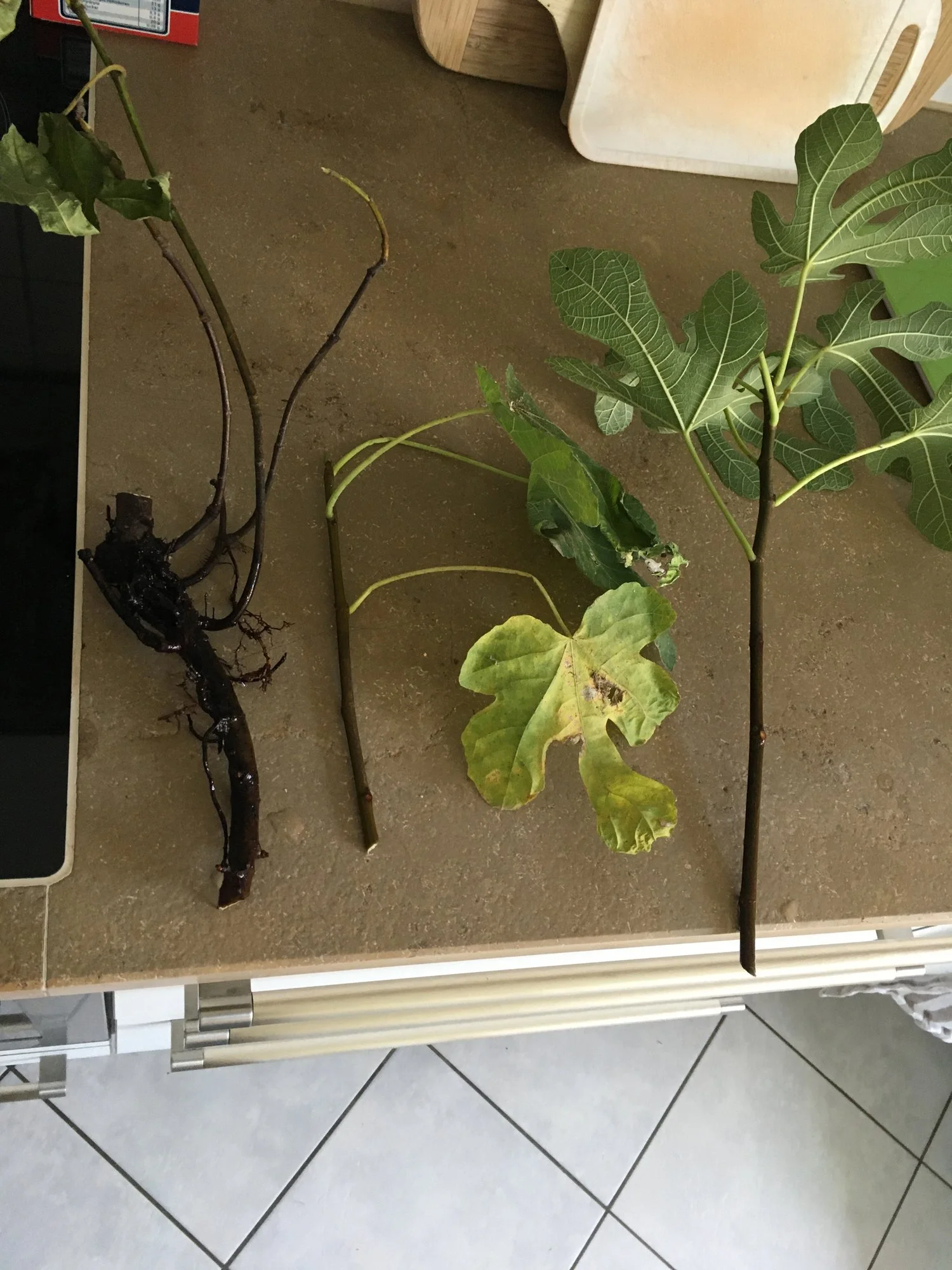 Wie präpariert man einen Zweig Feigenbaum zu Steckling?