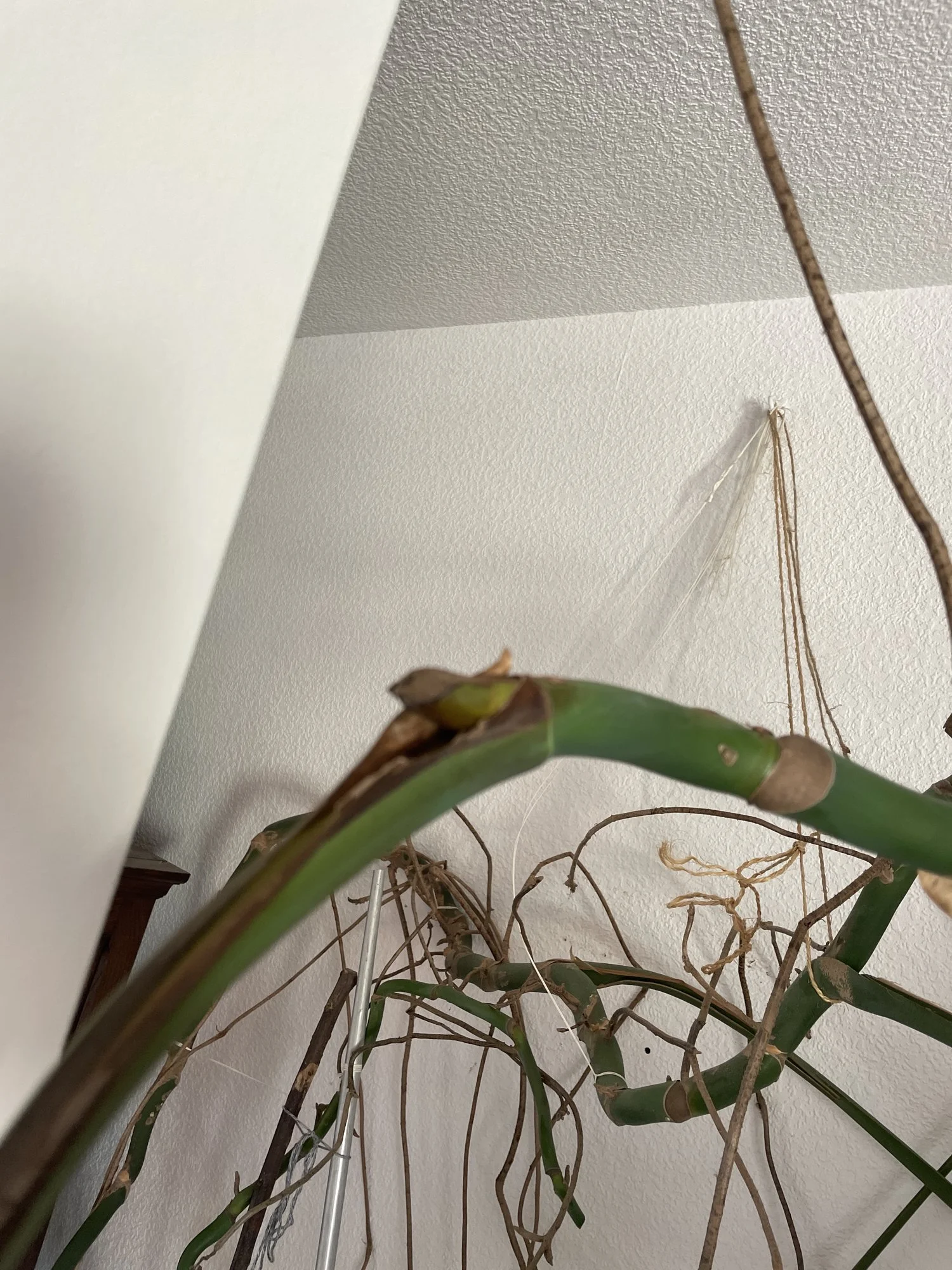 Monstera fault was mit brauen Blättern tun