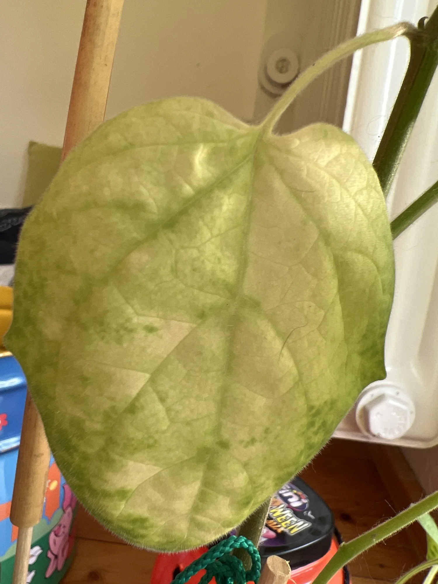 image.webp