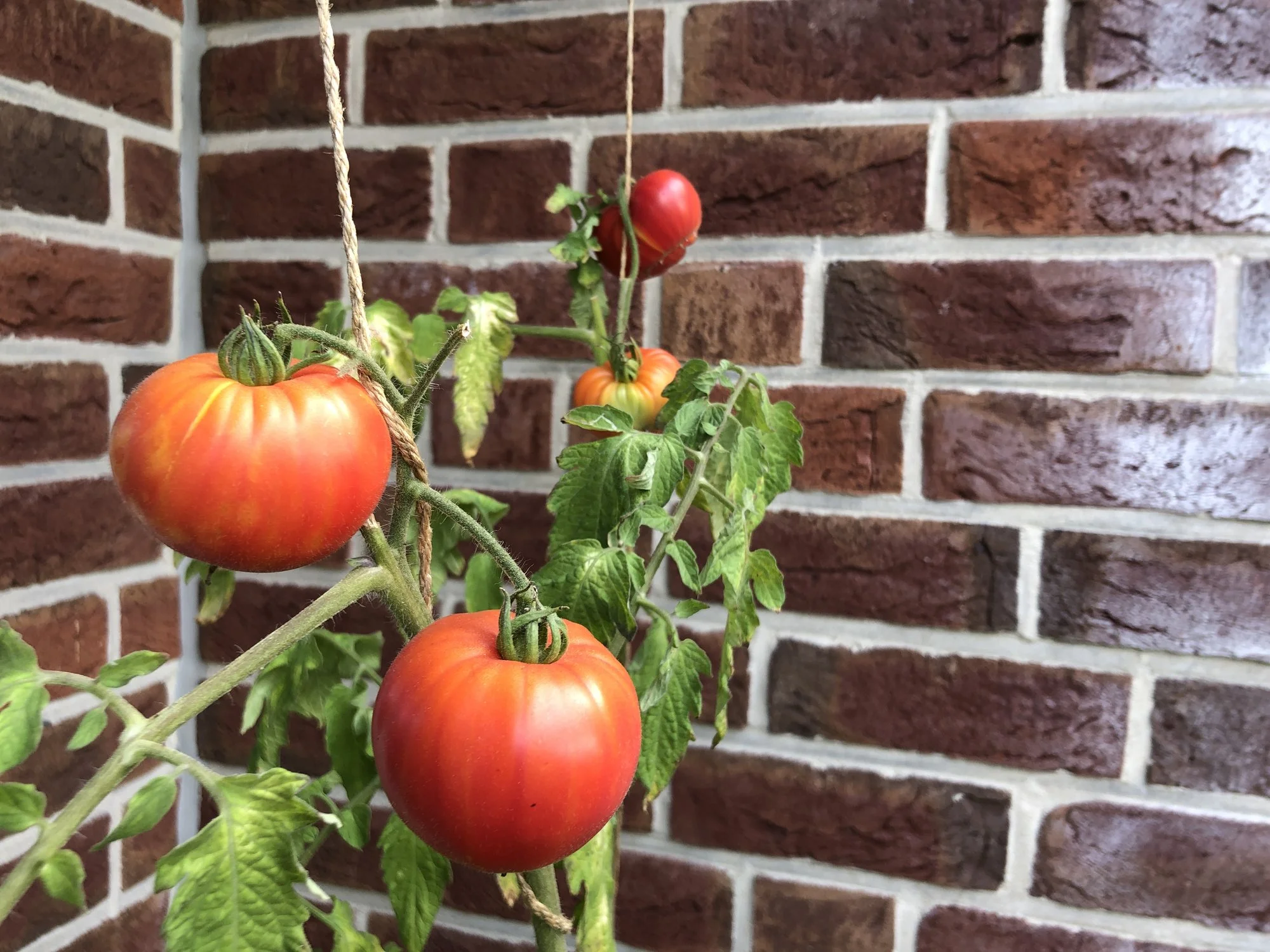 image.webp