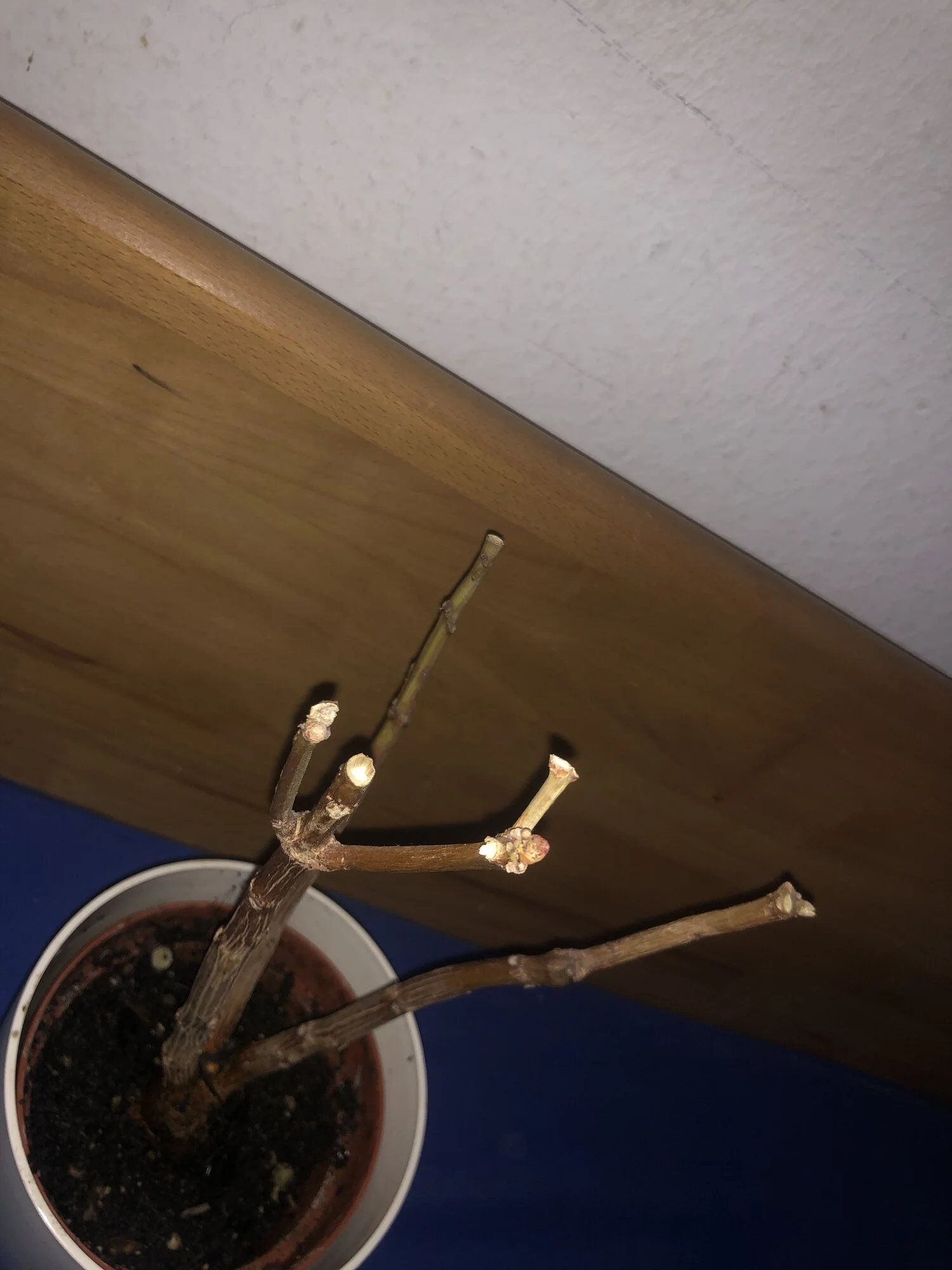 image.webp
