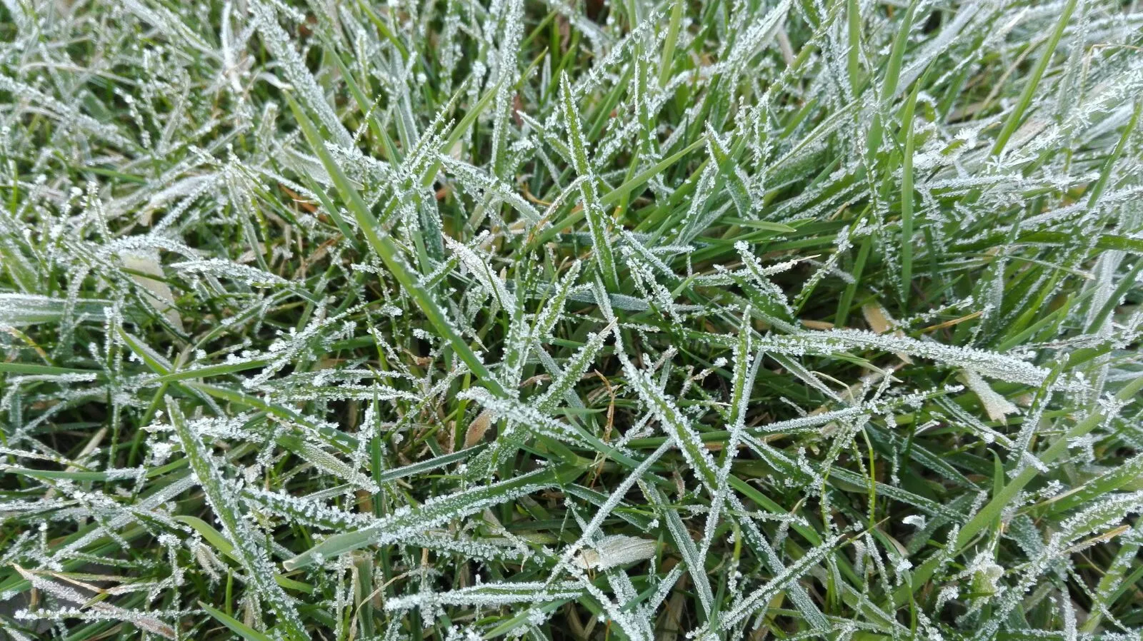 Dickes Gras im Rasen Was machen?