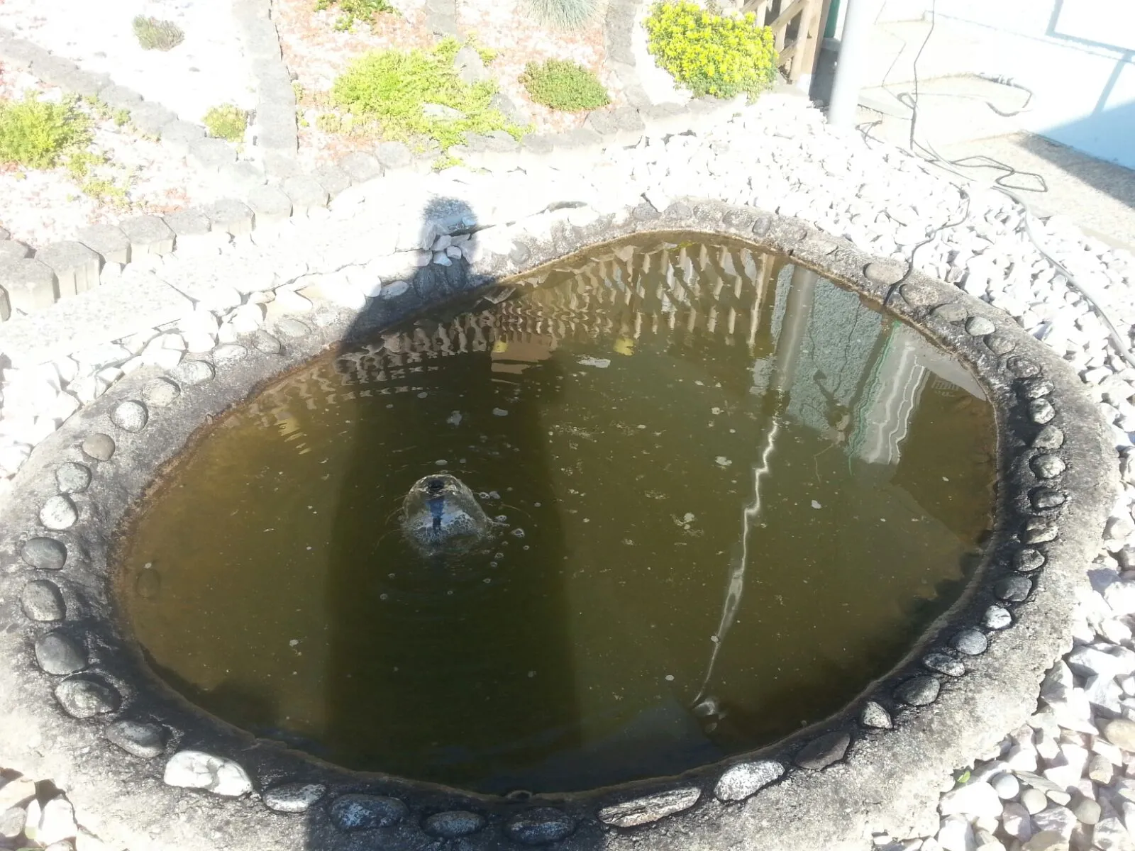 Gartenteich trüb und dreckig