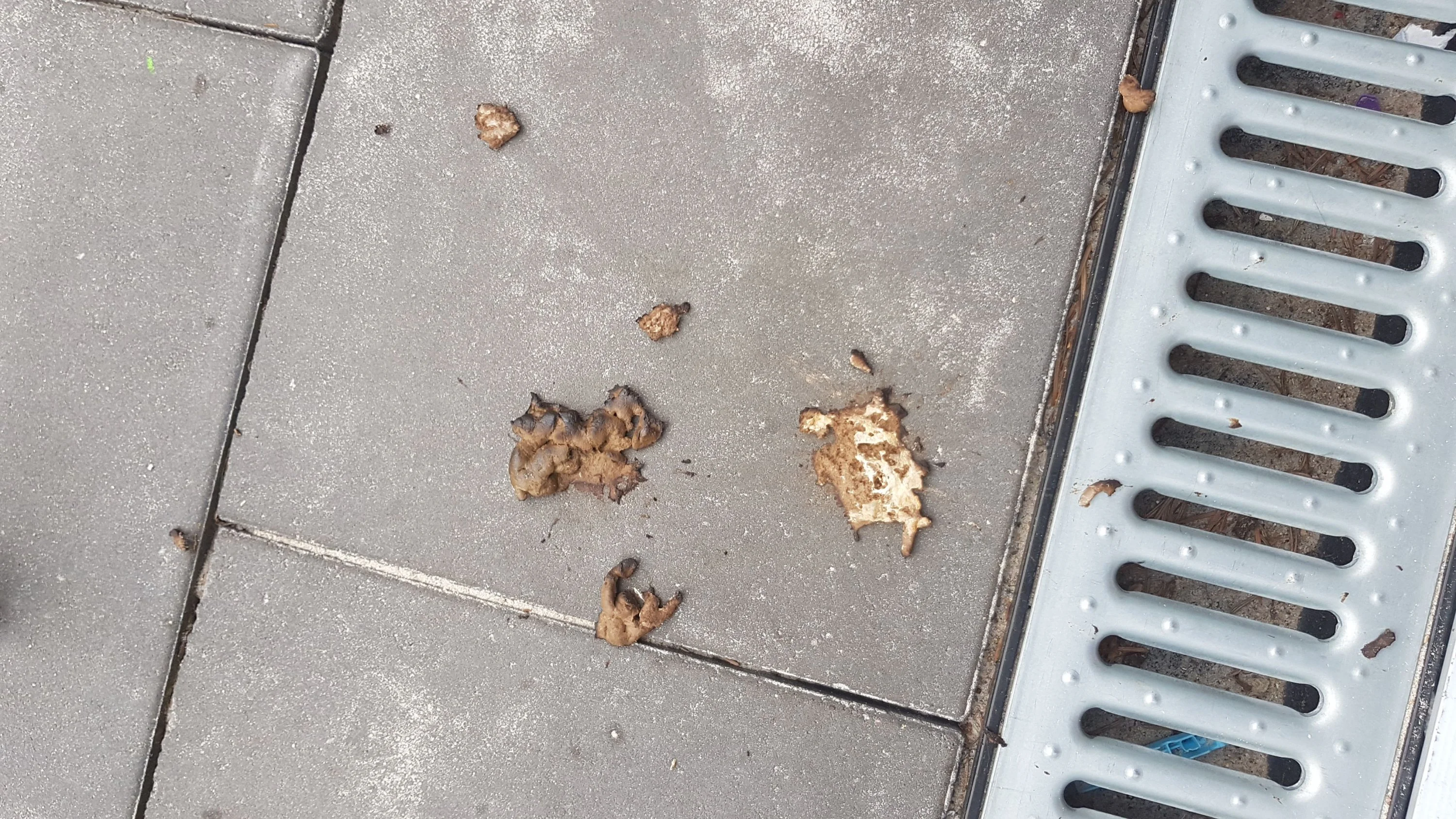 Tierkot im Garten
