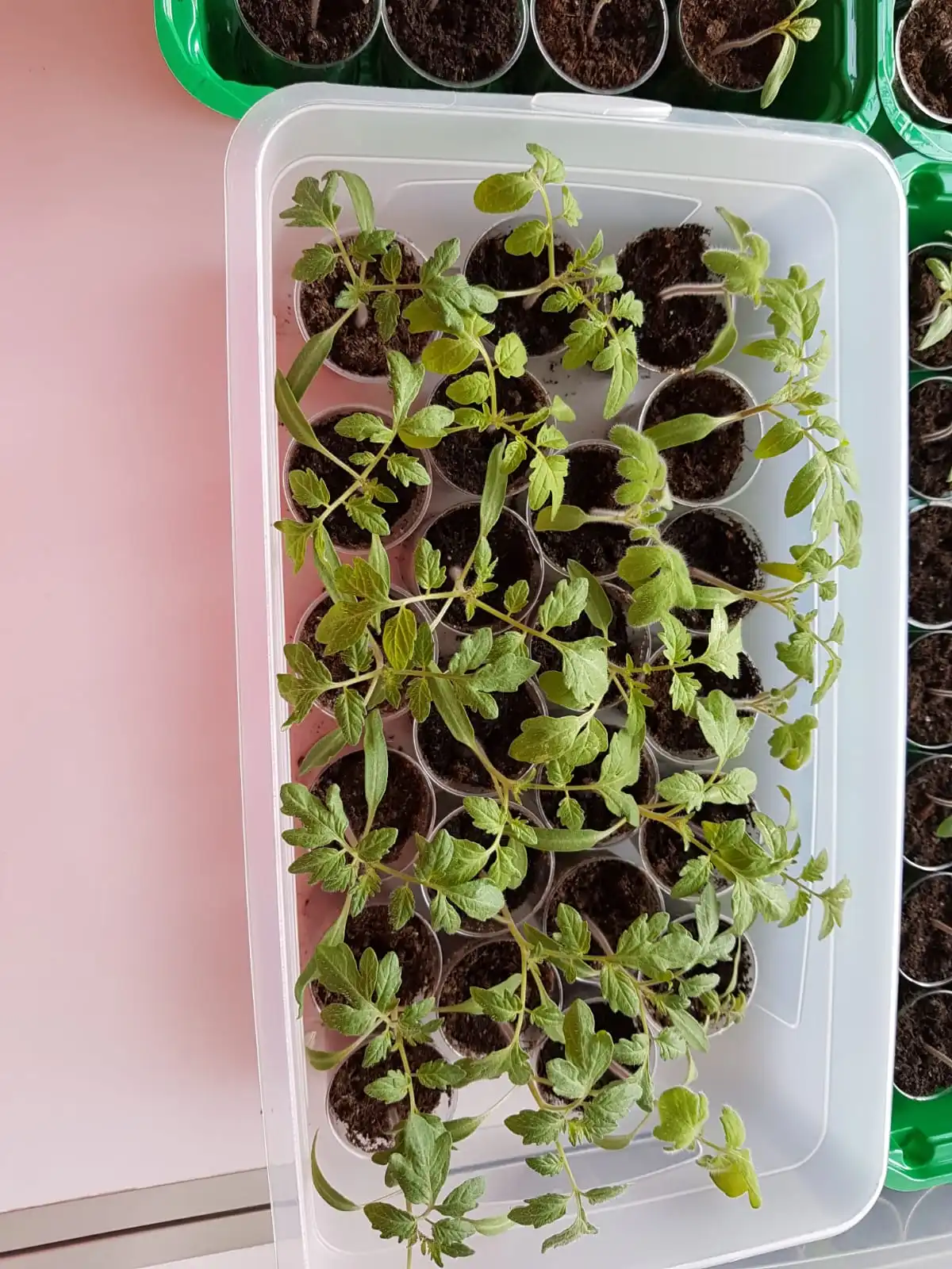 IMG-20190226-WA0005.webp
