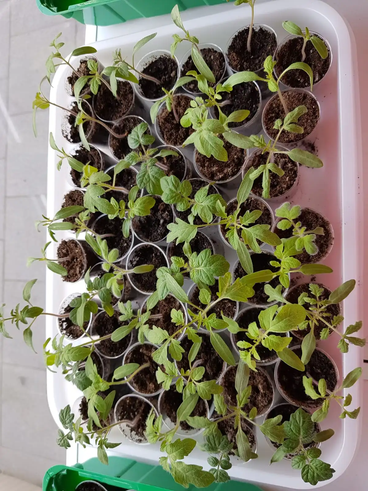 IMG-20190226-WA0007.webp