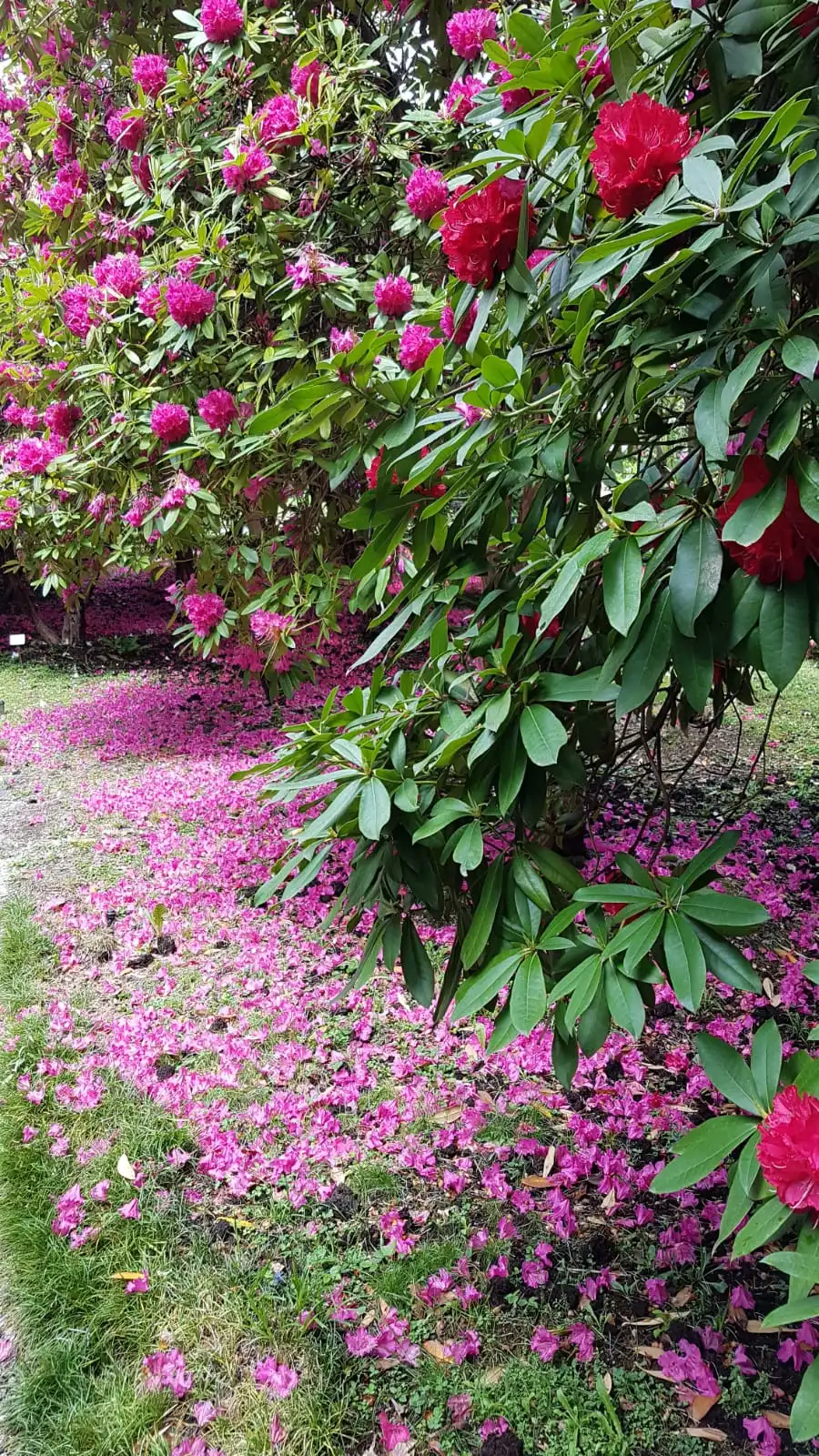 IMG-20190427-WA0004.webp
