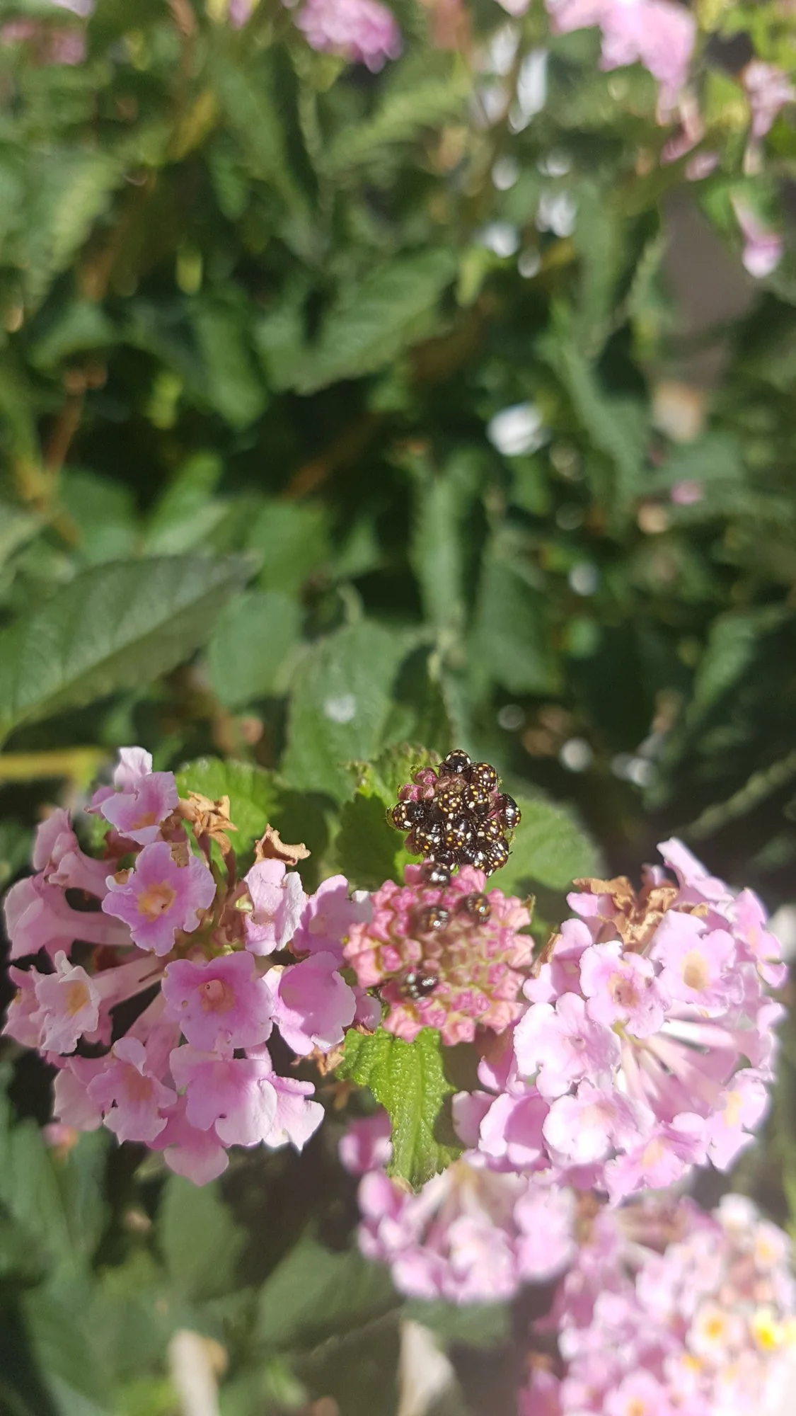 IMG-20190611-WA0007.webp