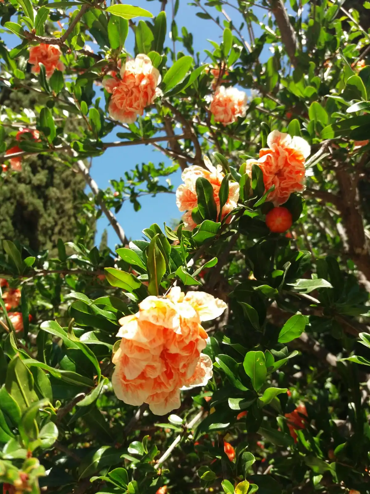 IMG-20190616-WA0002.webp
