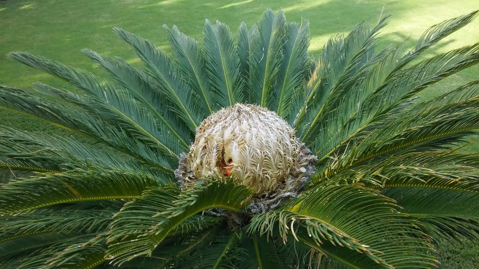 Palme name - Hausgarten.net