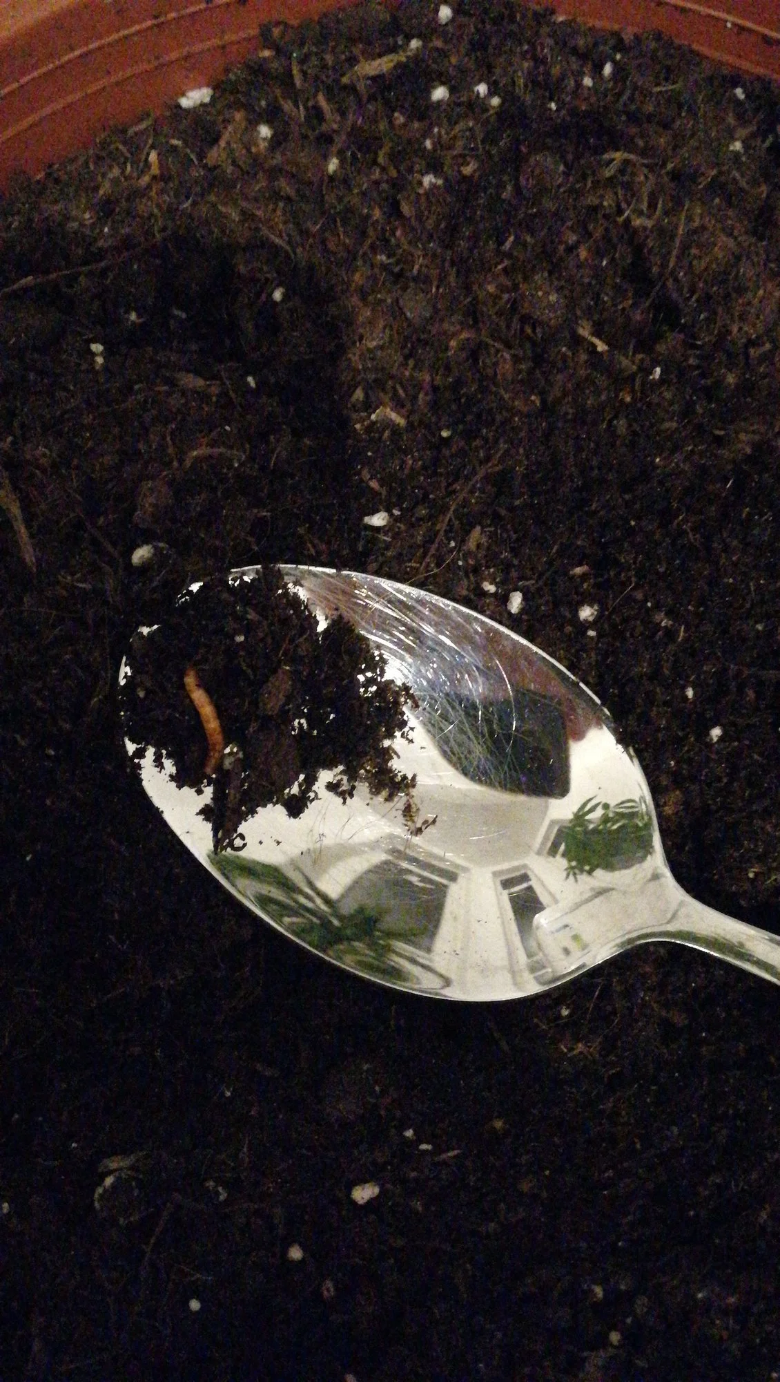 Wurm in Blumentopf bei Zimmerpflanze was ist das?