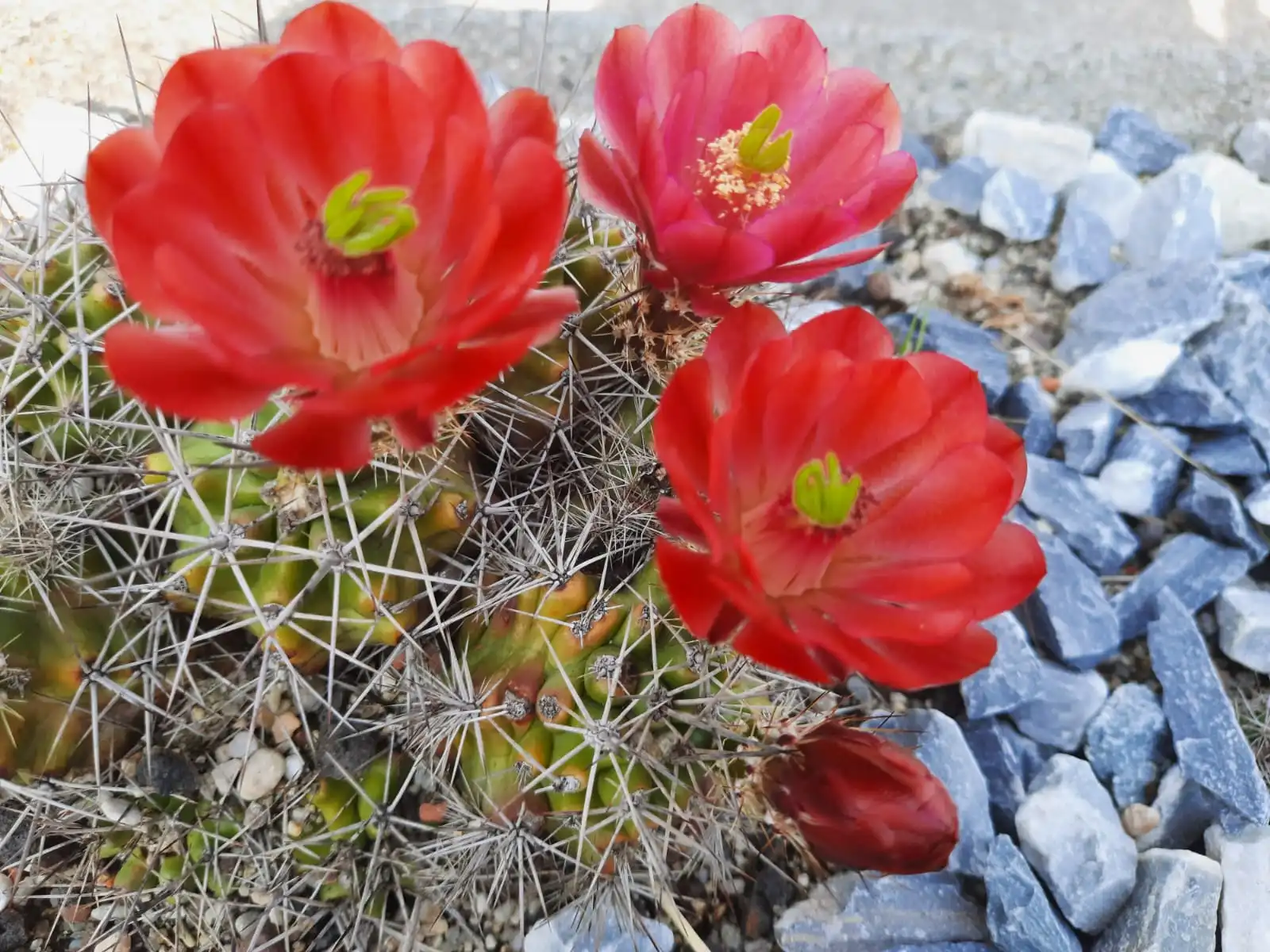 IMG-20210607-WA0001.webp