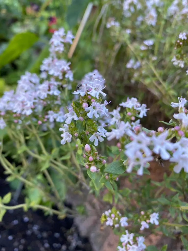 IMG-20210613-WA0000.webp