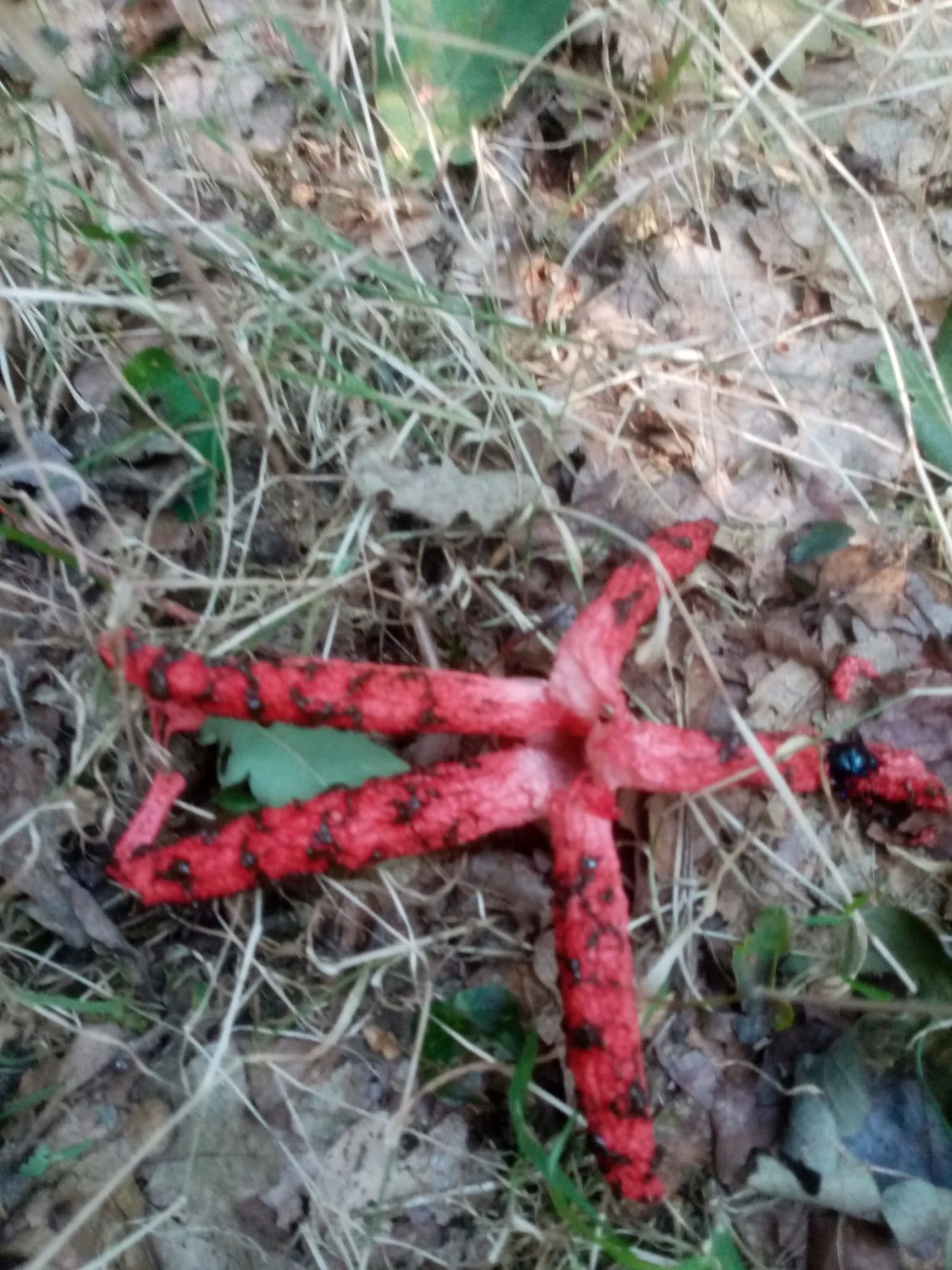 IMG-20210821-WA0006.webp
