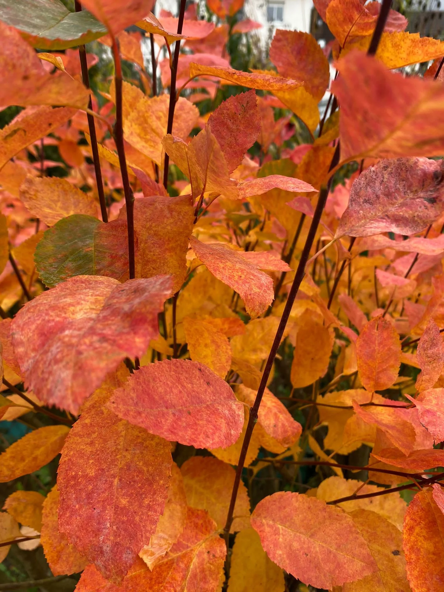 IMG-20211107-WA0002.webp