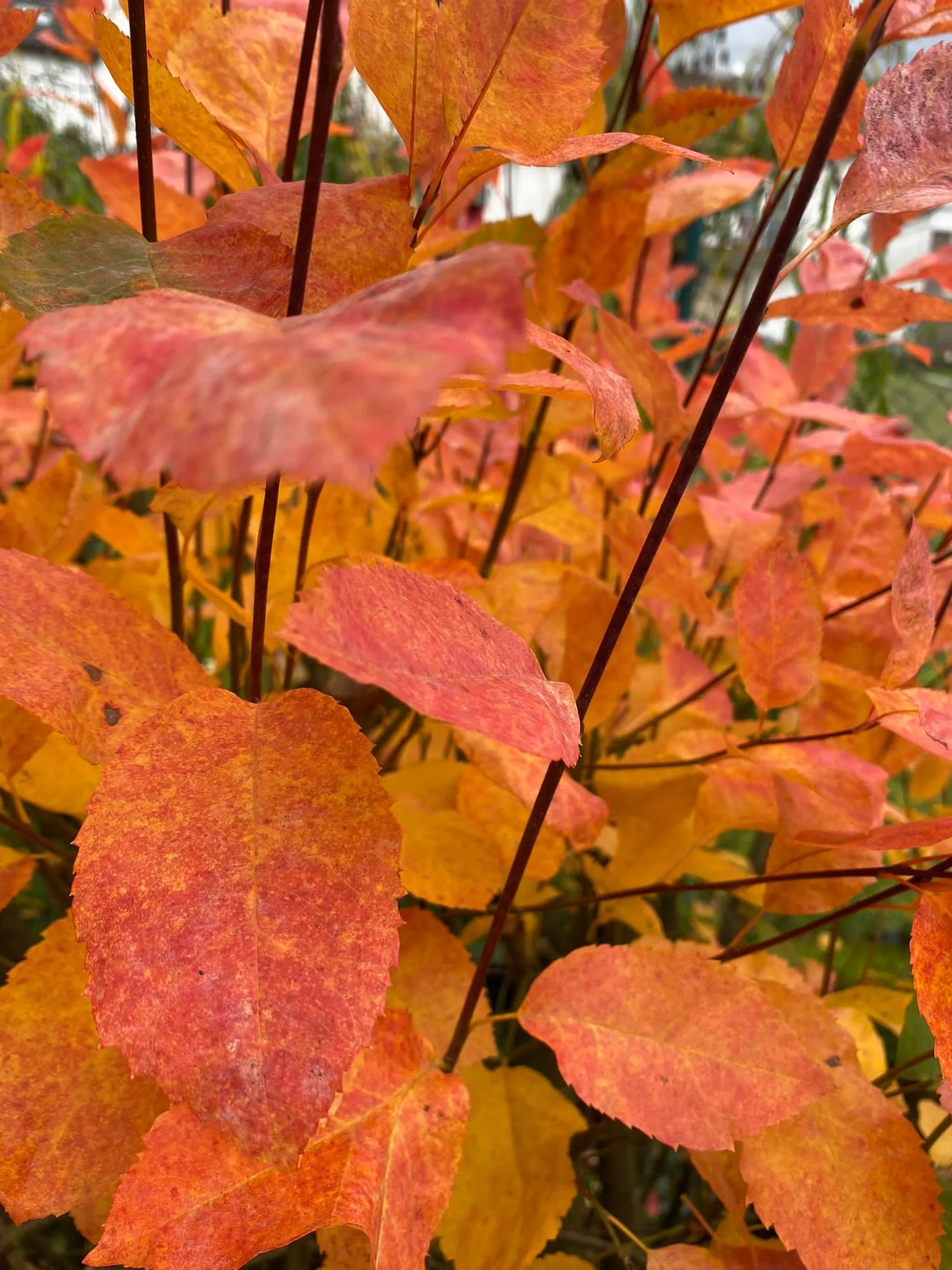 IMG-20211107-WA0004.webp