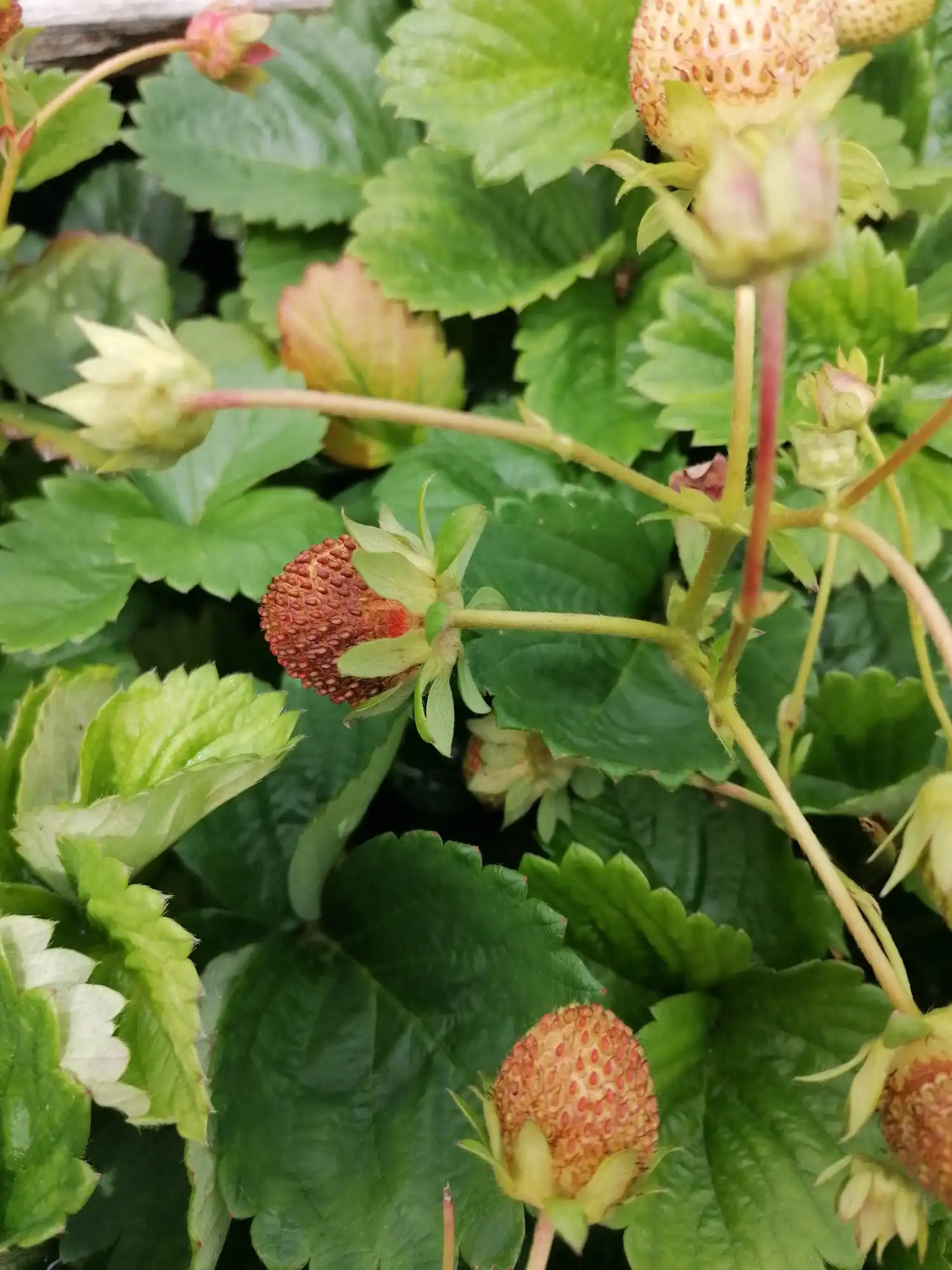 Warum werden die Erdbeeren nicht rot und reif