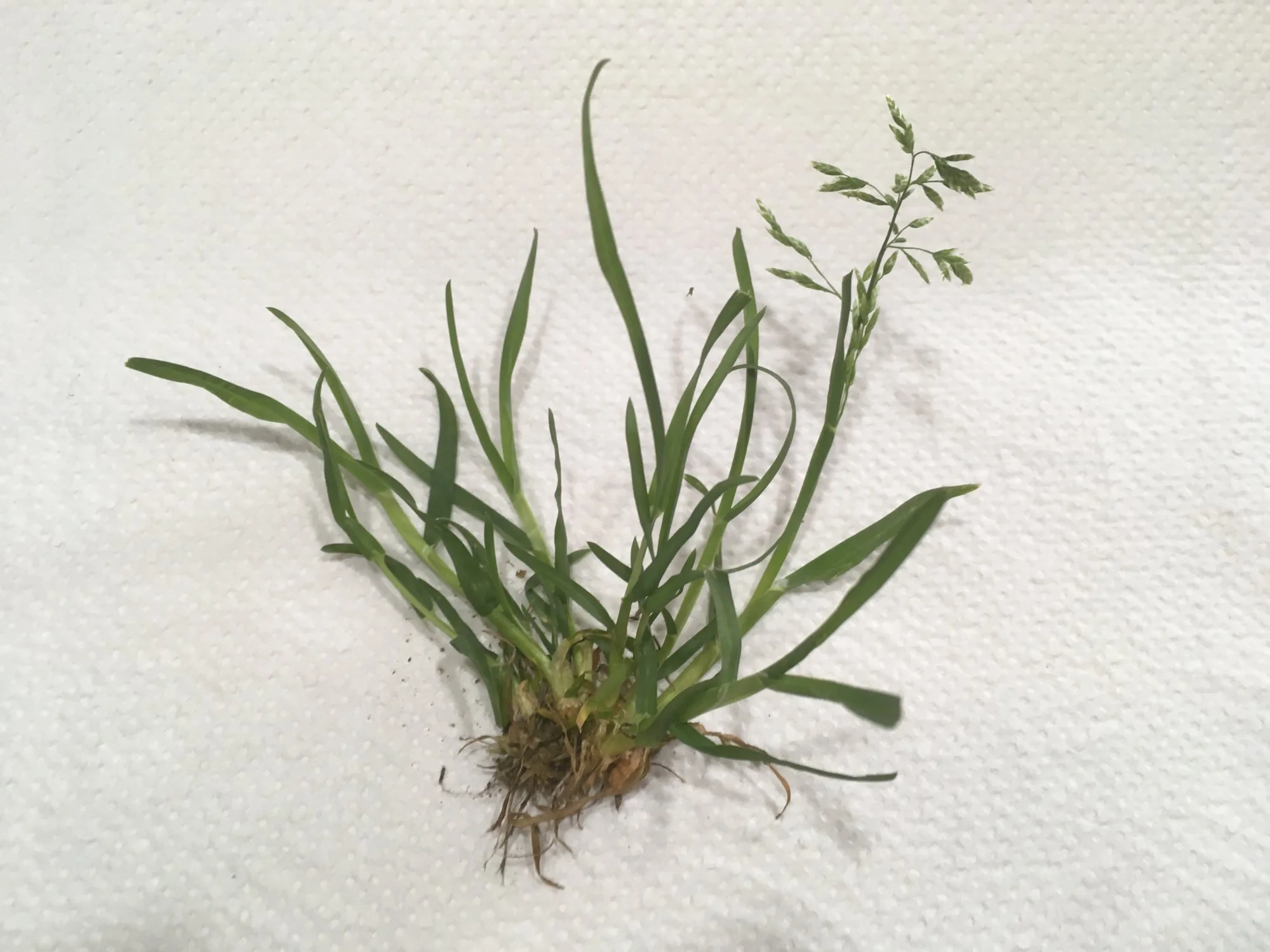 Poa supina und Poa Annua unterscheiden