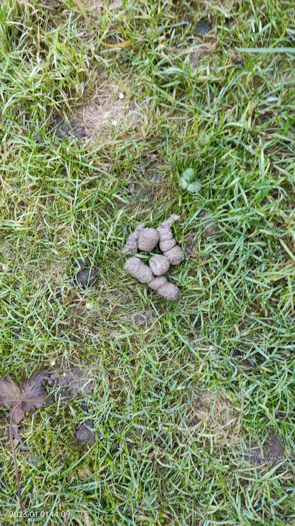 Kothaufen im Garten Welches Tier?