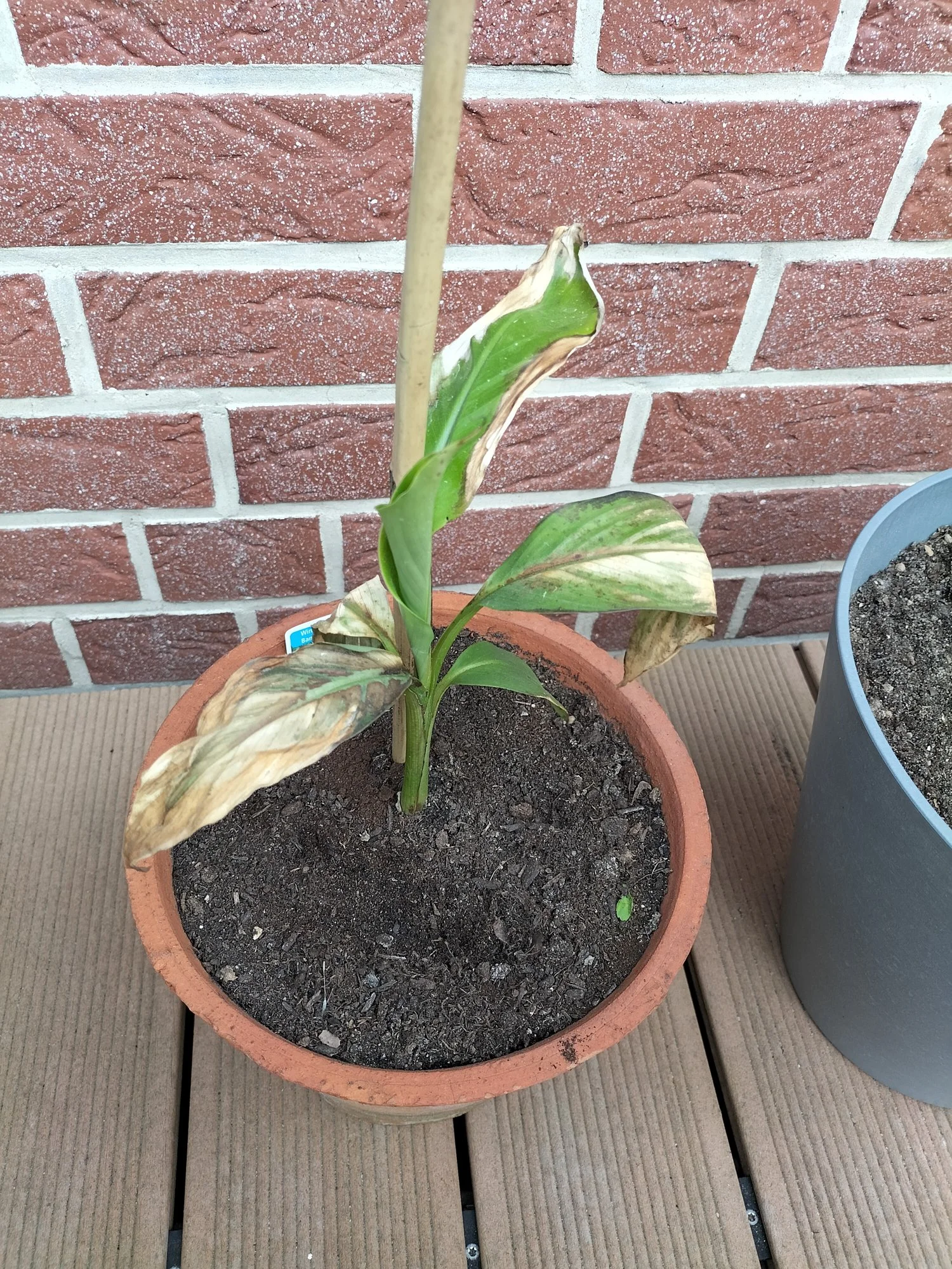 Banane braune Blätter