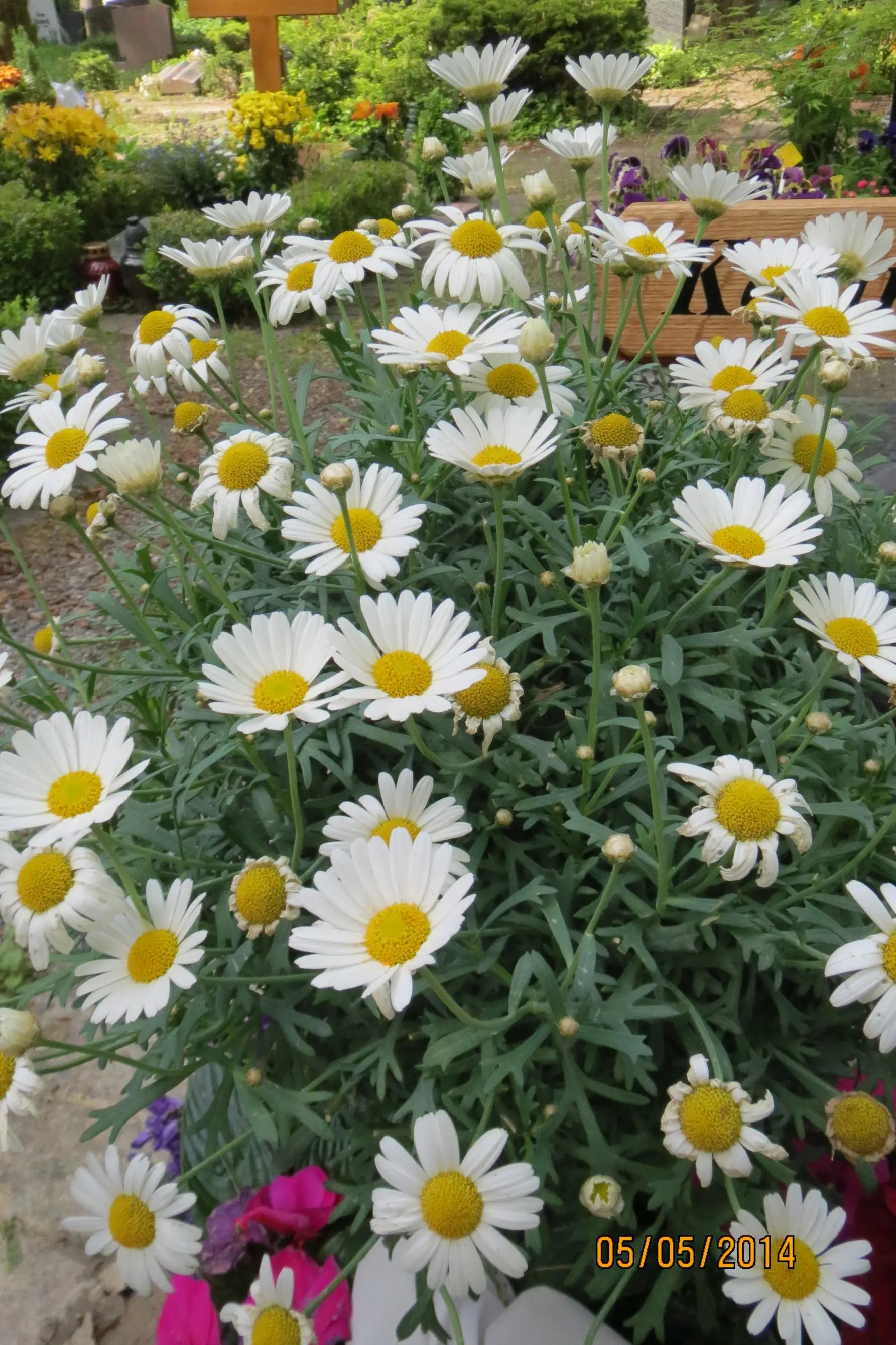 MargeritenHochstämmchen Pflege