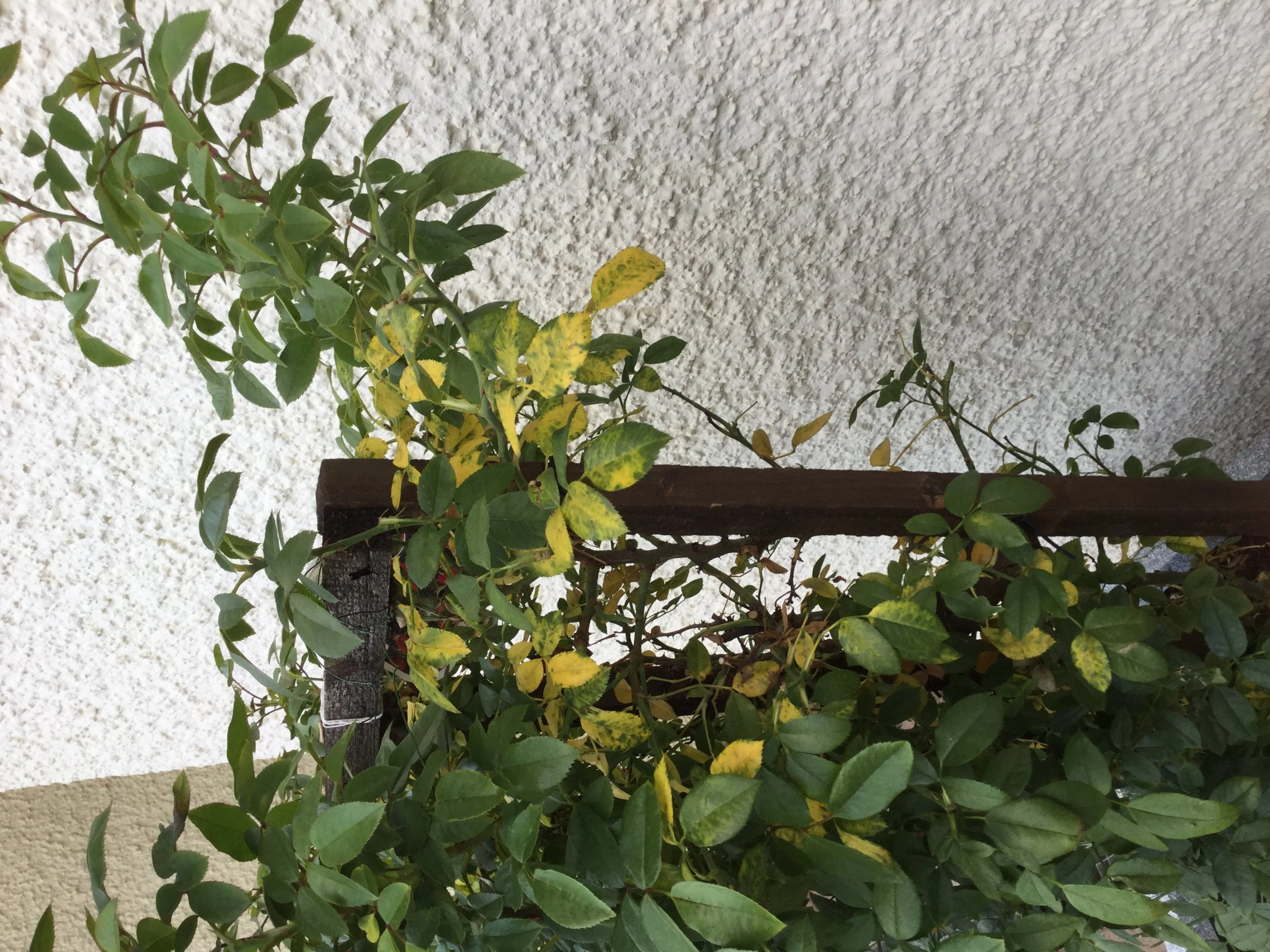 Rosen bekommen gelbe Blätter was tun?
