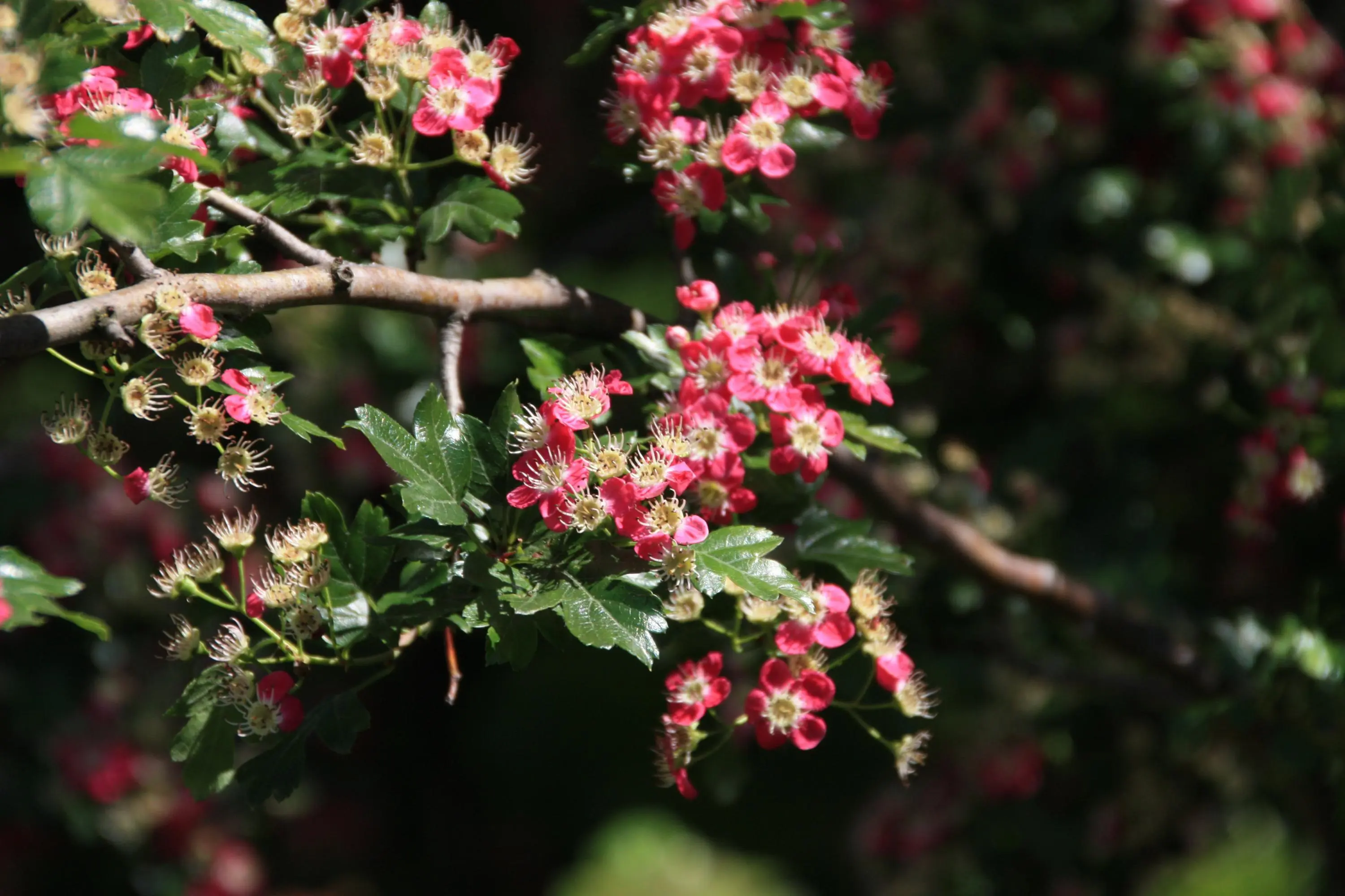 Gelöst Strauch mit rosa weißen kleinen Blüten?