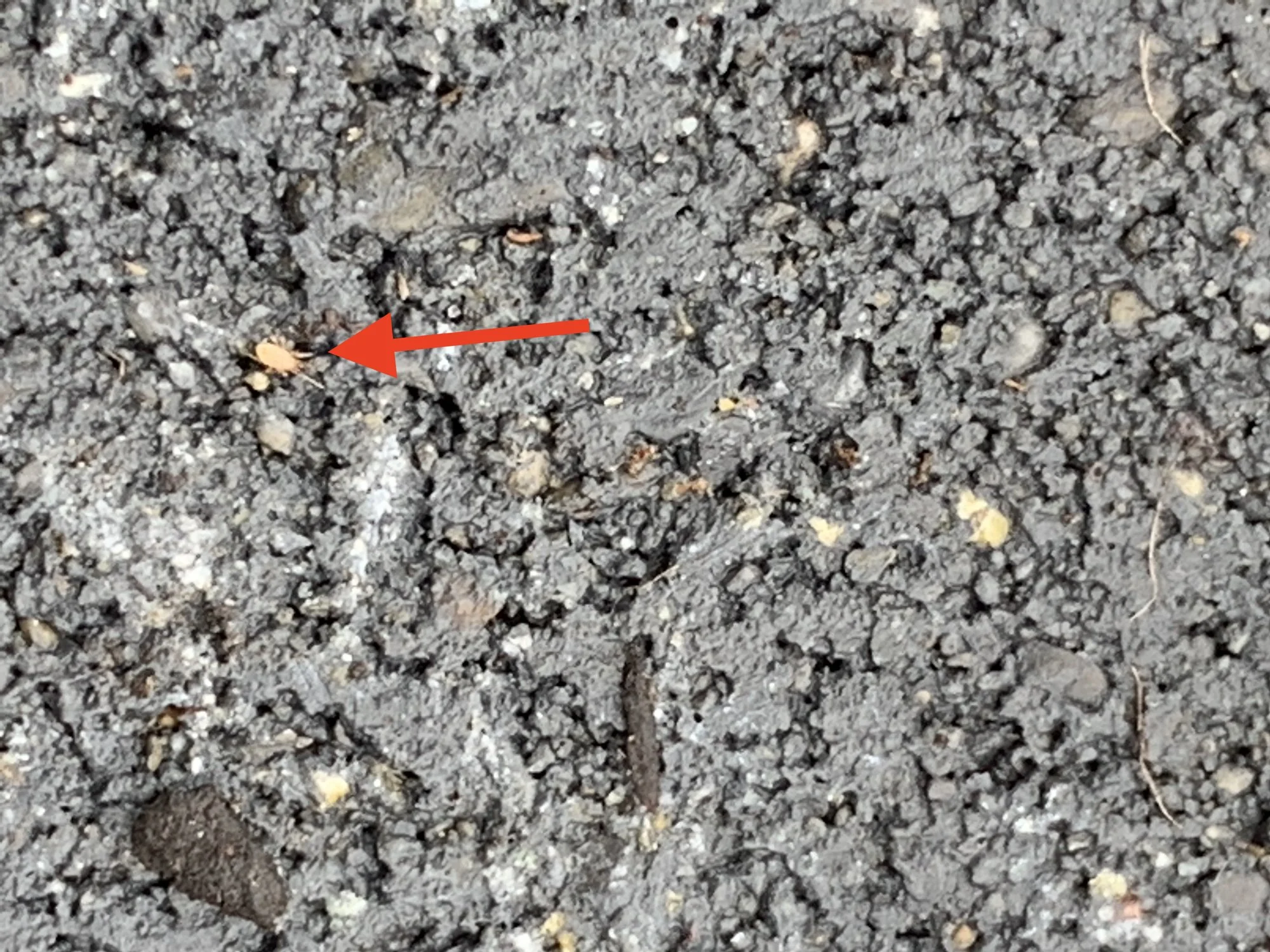 Kleine weiße Tiere im Hochbeet