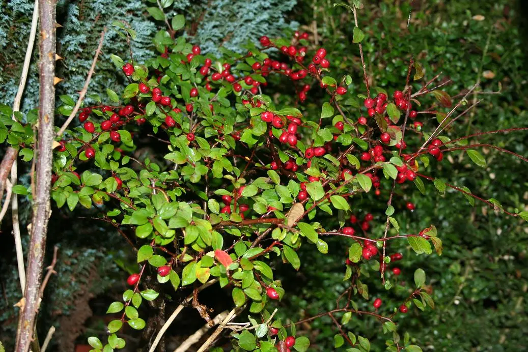 Was ist das für ne Pflanze und sind die Beeren giftig?