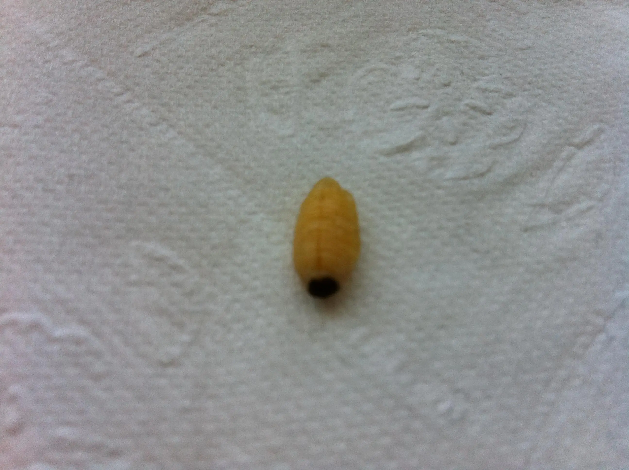 Was ist das für eine Larve?