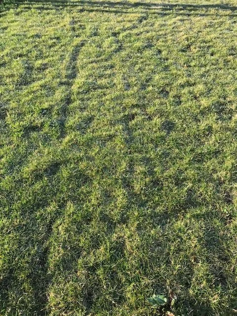 Rasenpflege nach dem Winter