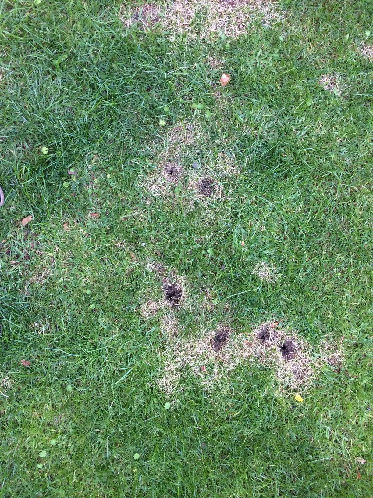 Gelbe Flecken mit Löcher im Rasen