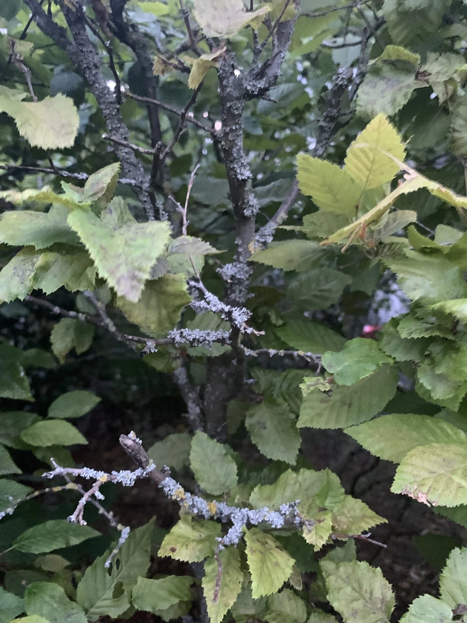 IMG_0244.jpeg