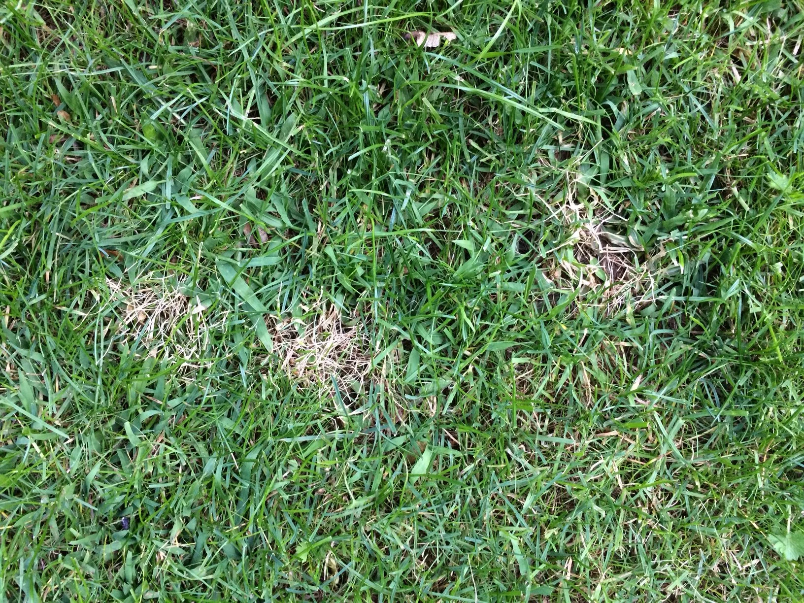 Gelbe Flecken mit Löcher im Rasen