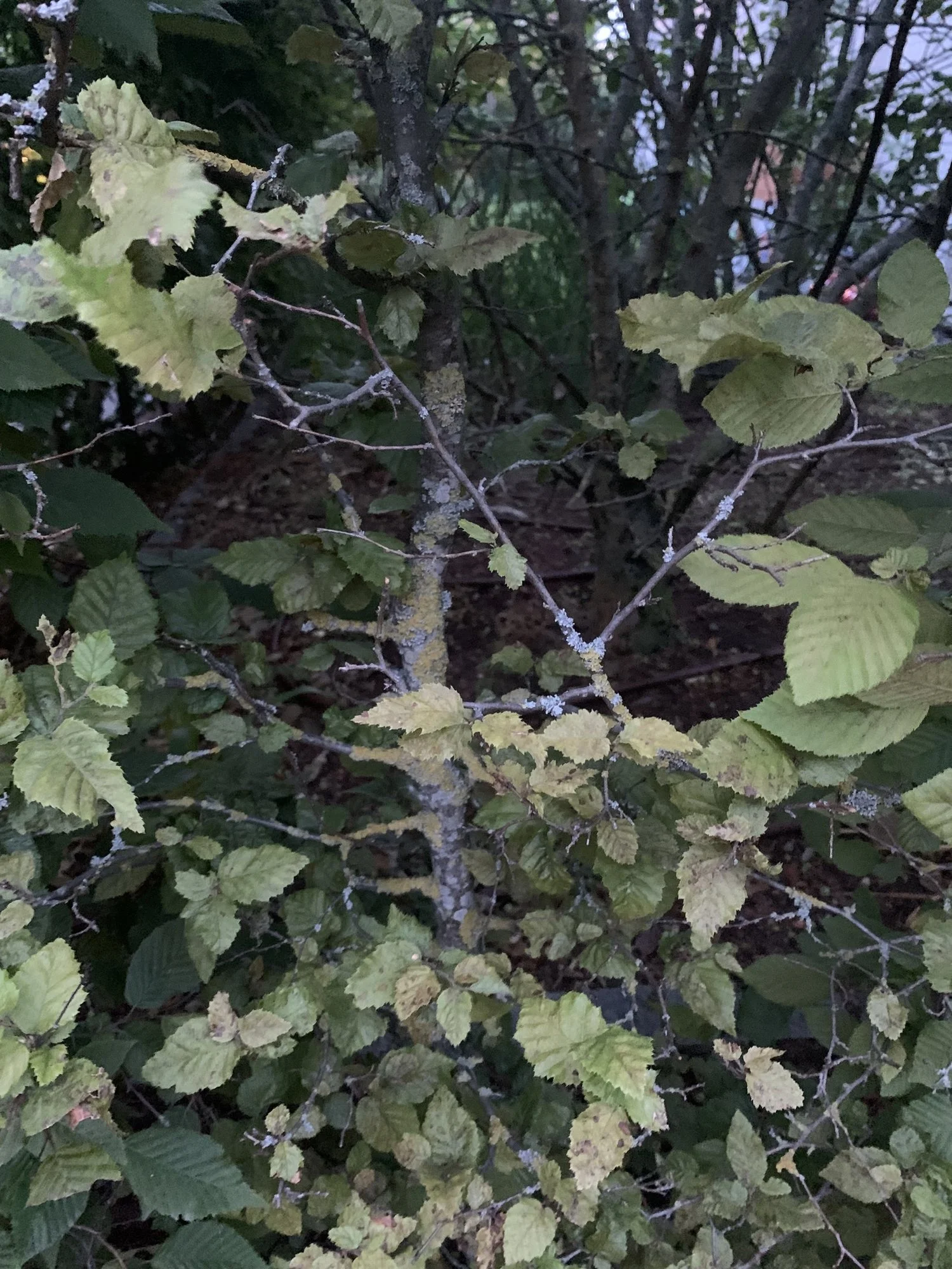 IMG_0245.jpeg