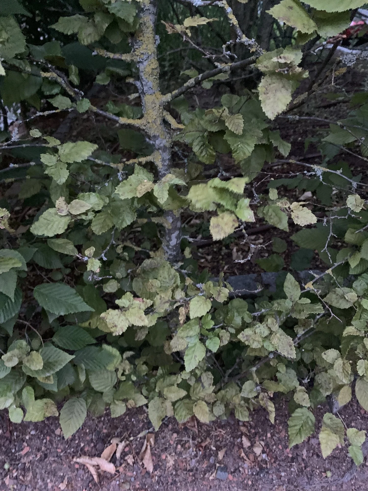 IMG_0246.jpeg